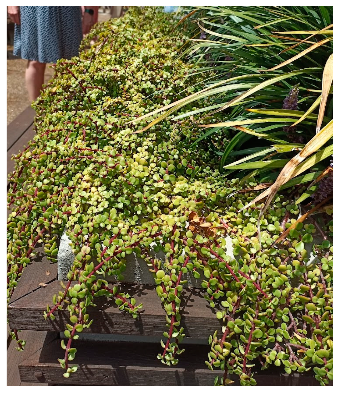 Agronomy 13 01206 g002 Agronomy 13 01206 g002