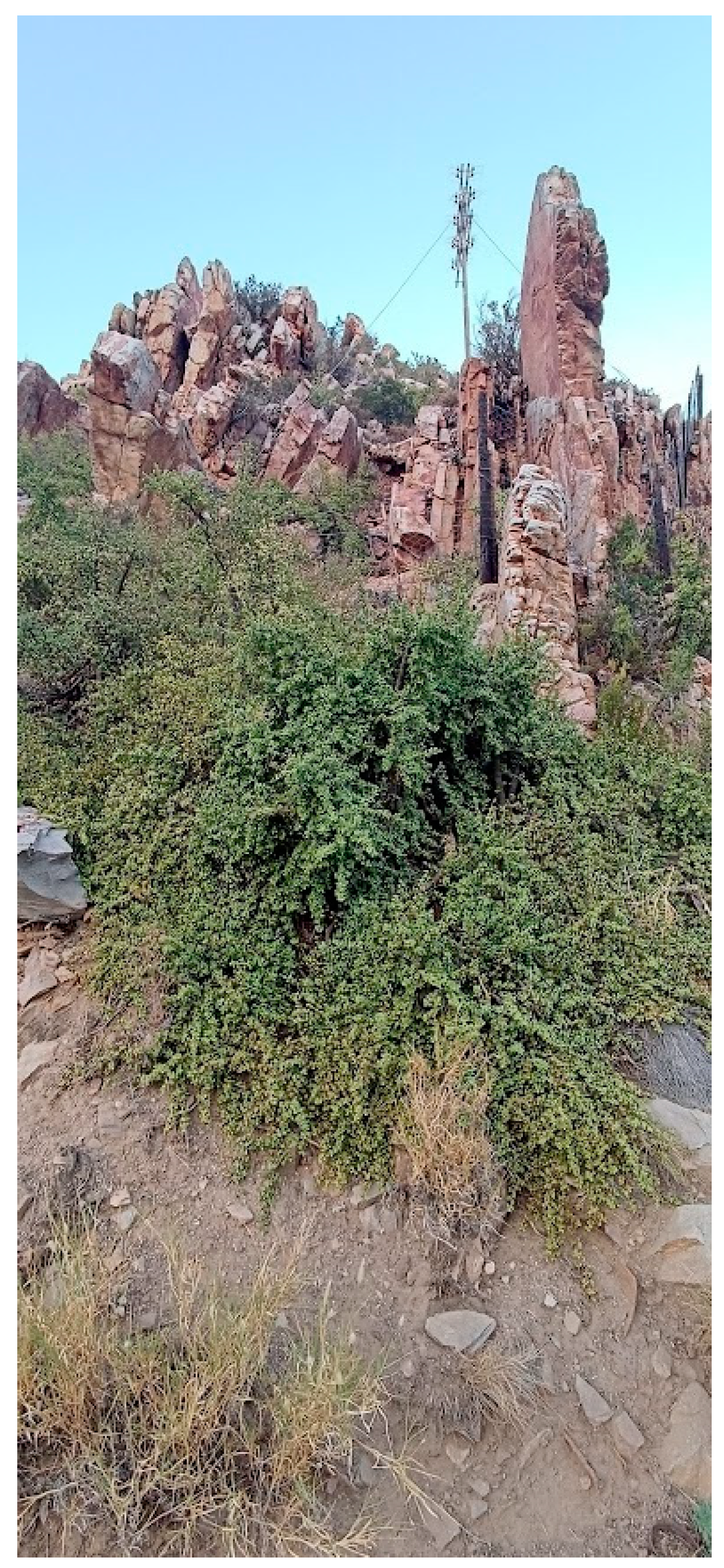 Agronomy 13 01206 g003 Agronomy 13 01206 g003