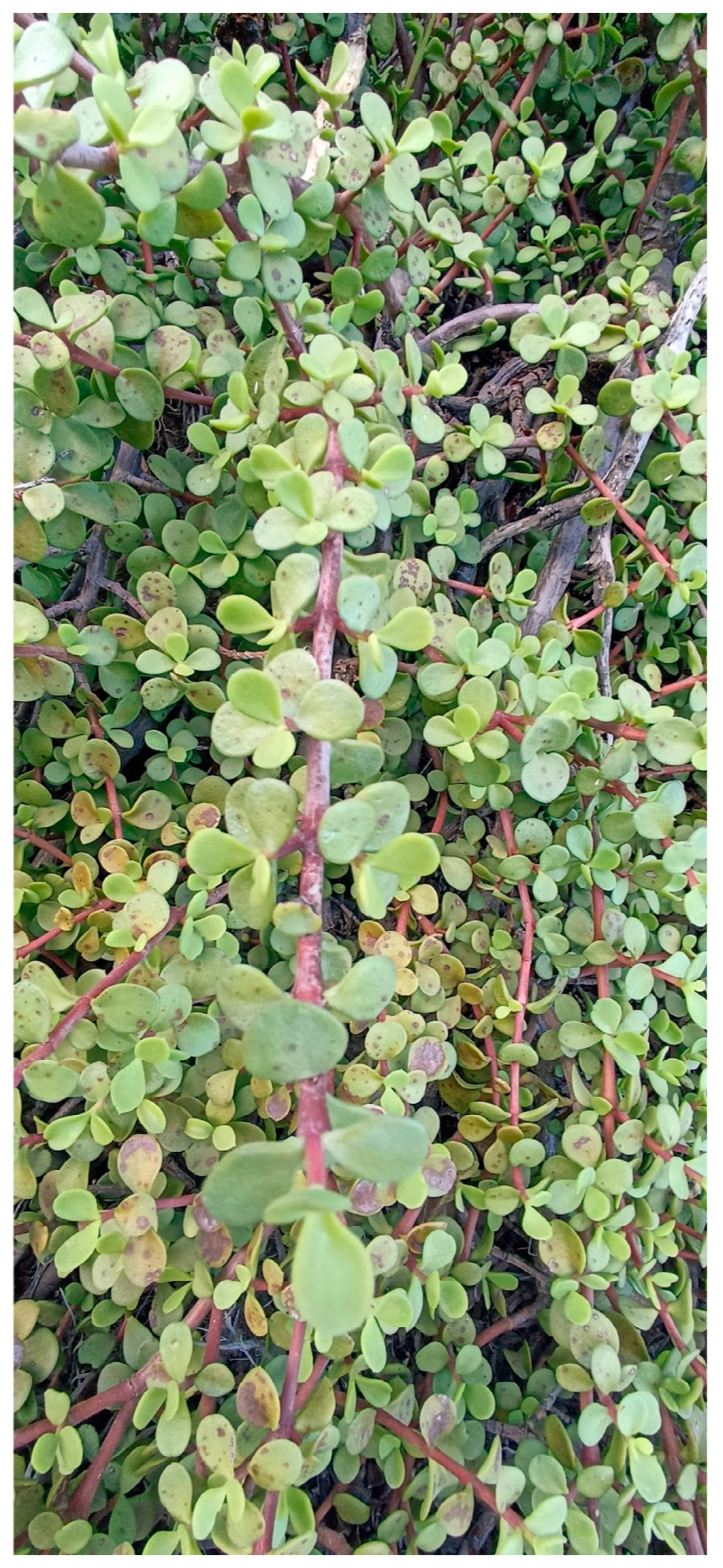 Agronomy 13 01206 g004 Agronomy 13 01206 g004