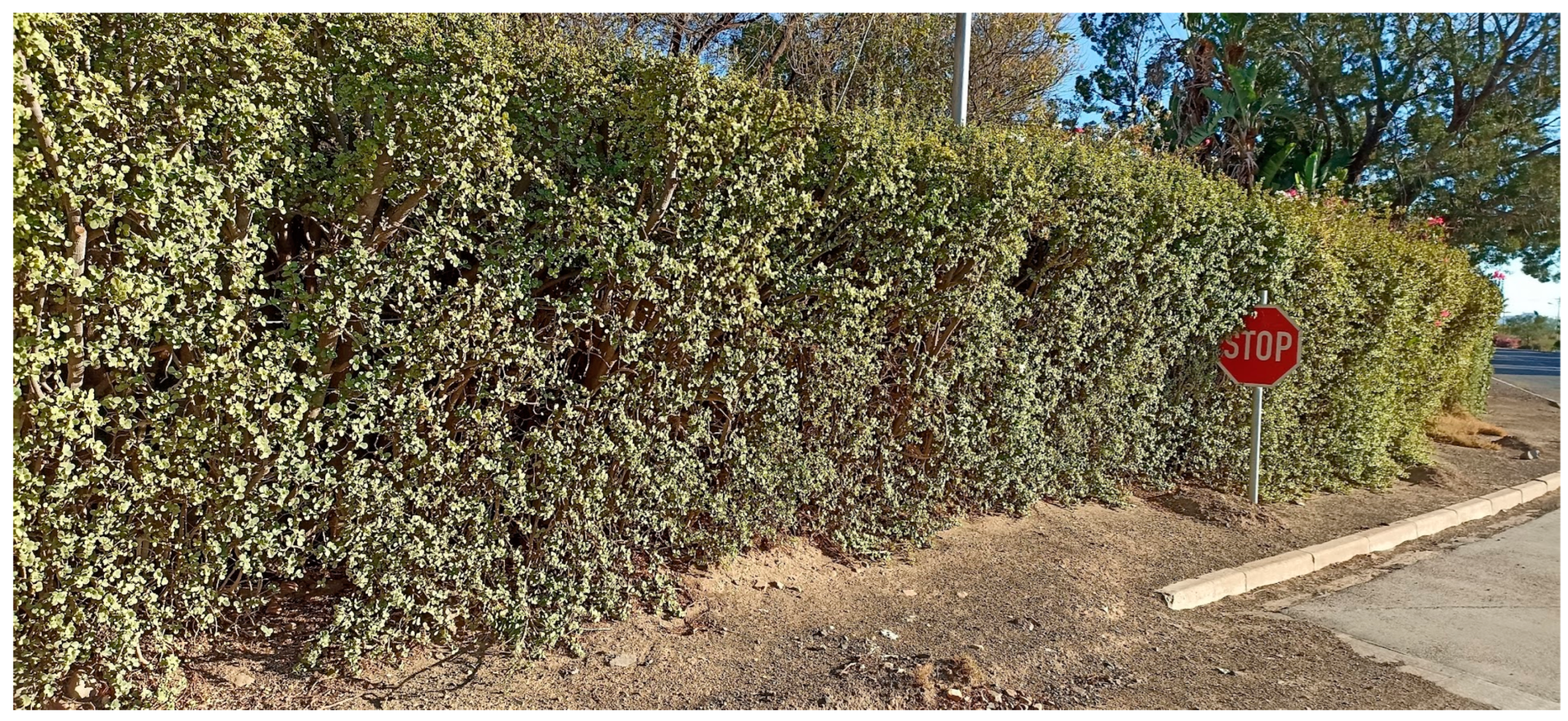 Agronomy 13 01206 g006 Agronomy 13 01206 g006