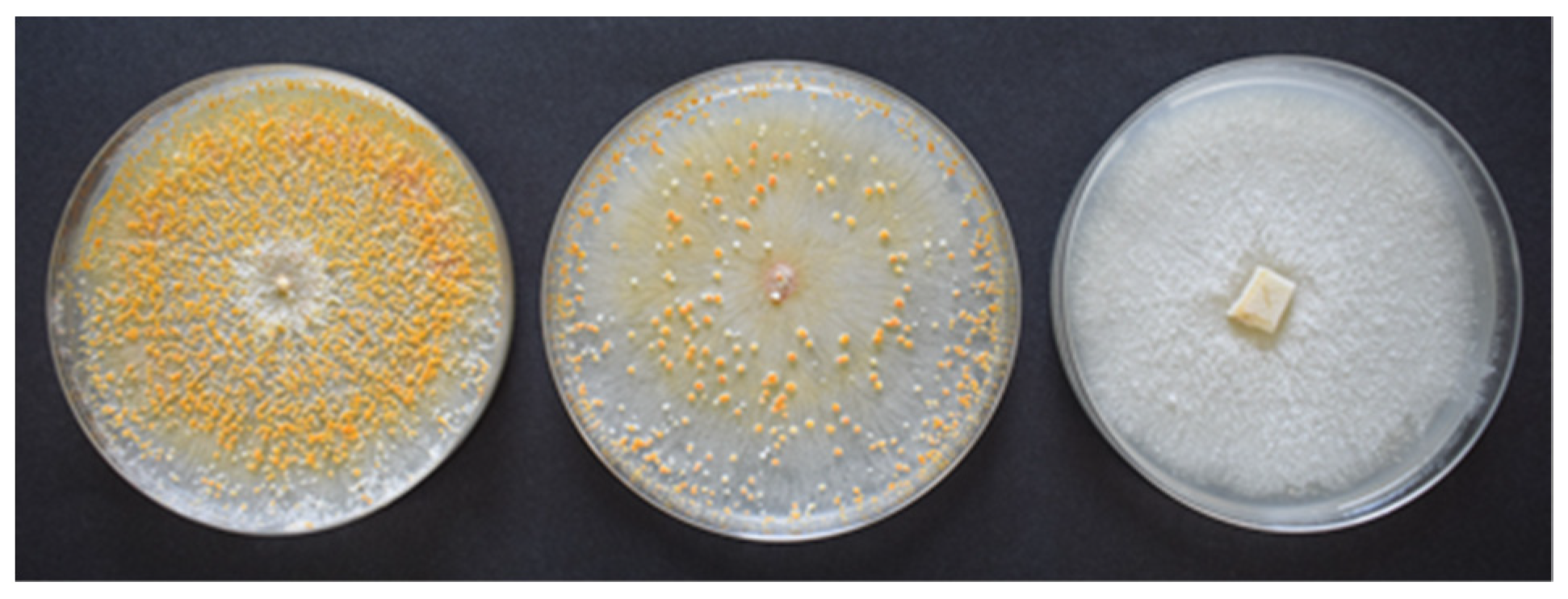 Agronomy 13 01208 g001