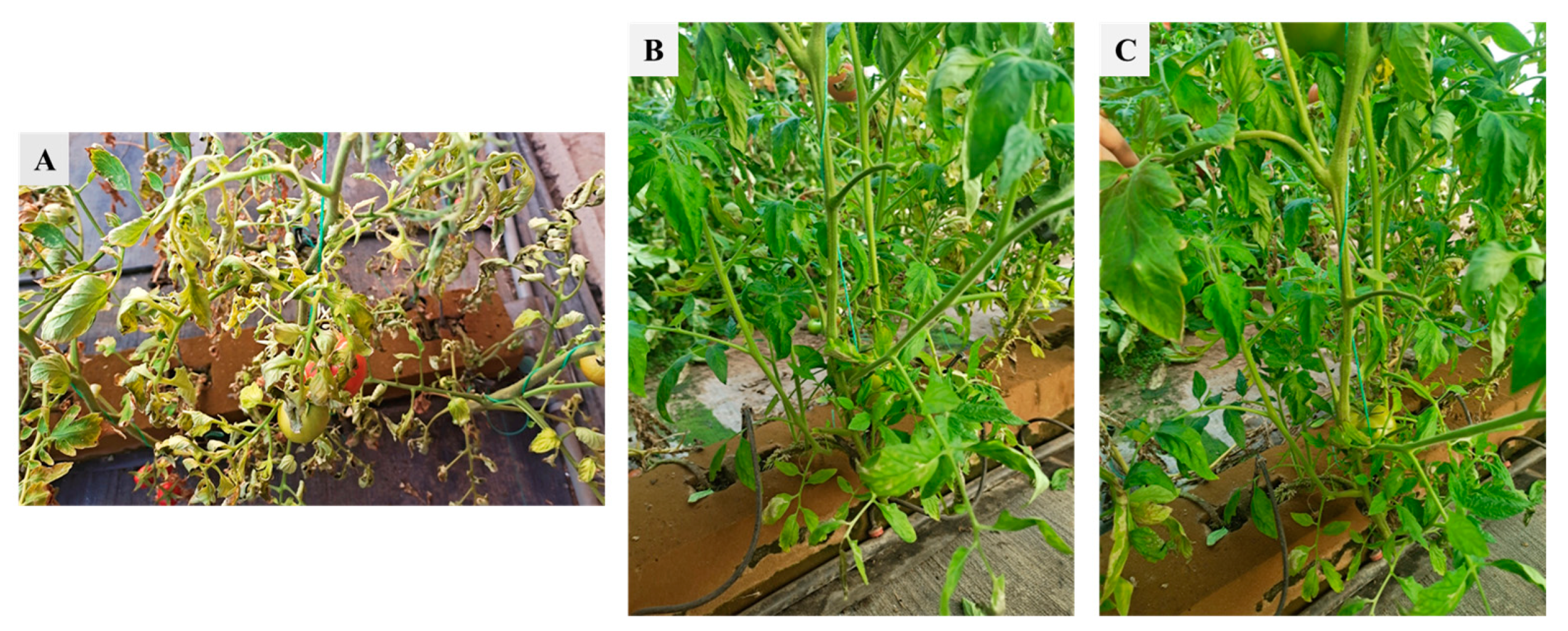 Agronomy 13 01210 g004