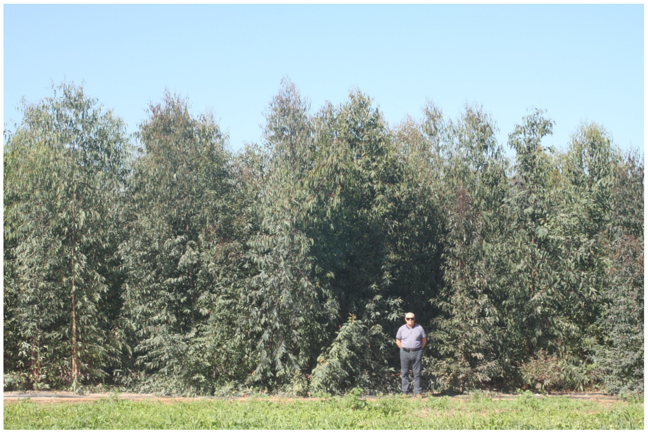 Agronomy 13 01216 g004 Agronomy 13 01216 g004