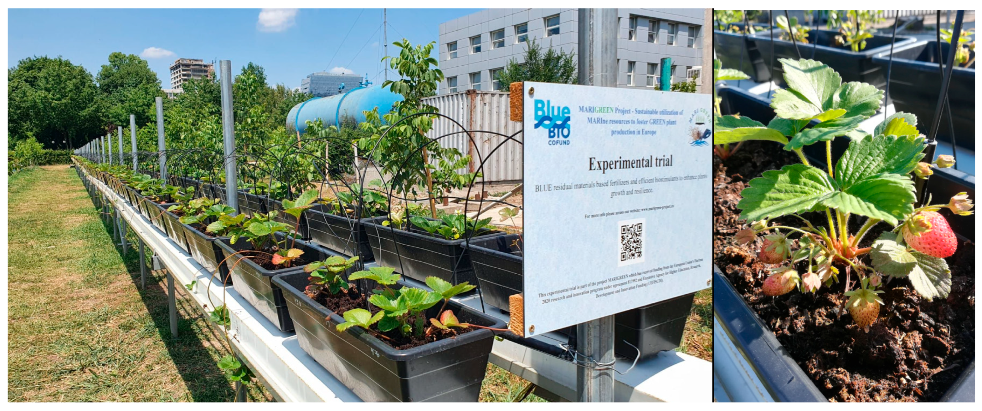 Agronomy 13 01221 g001