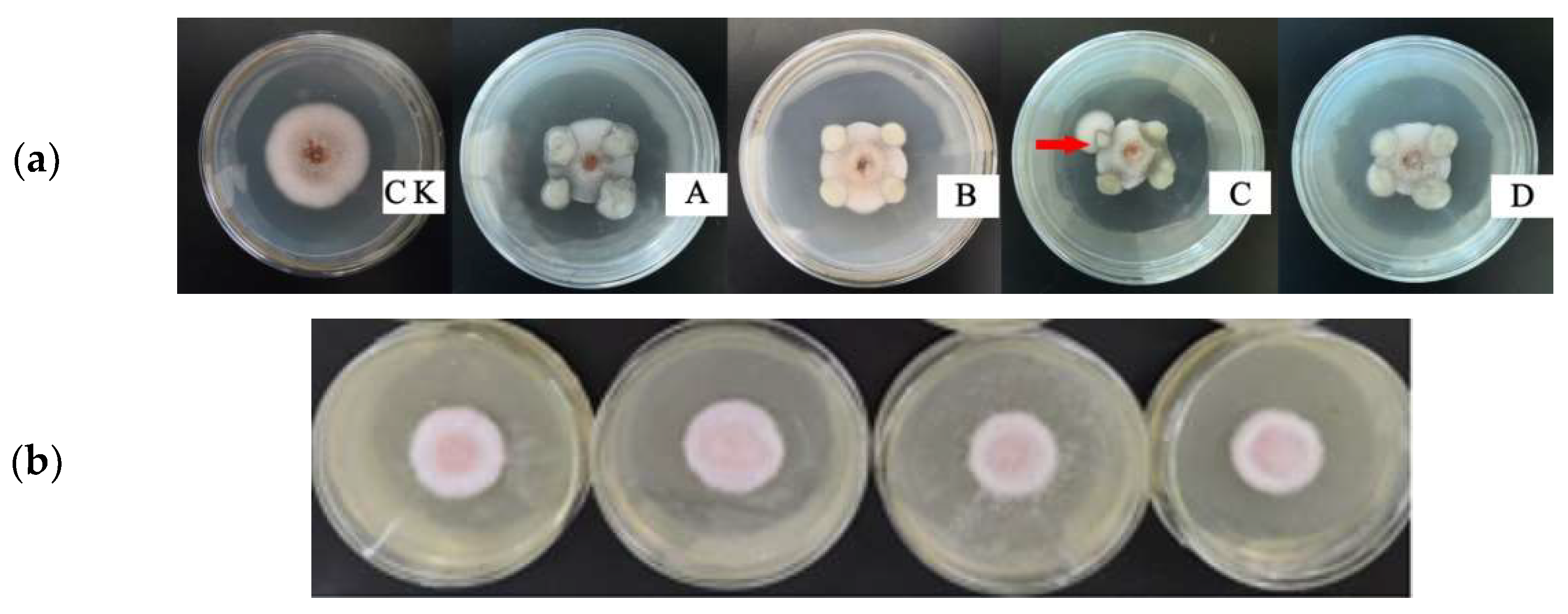 Agronomy 13 01228 g007 Agronomy 13 01228 g007