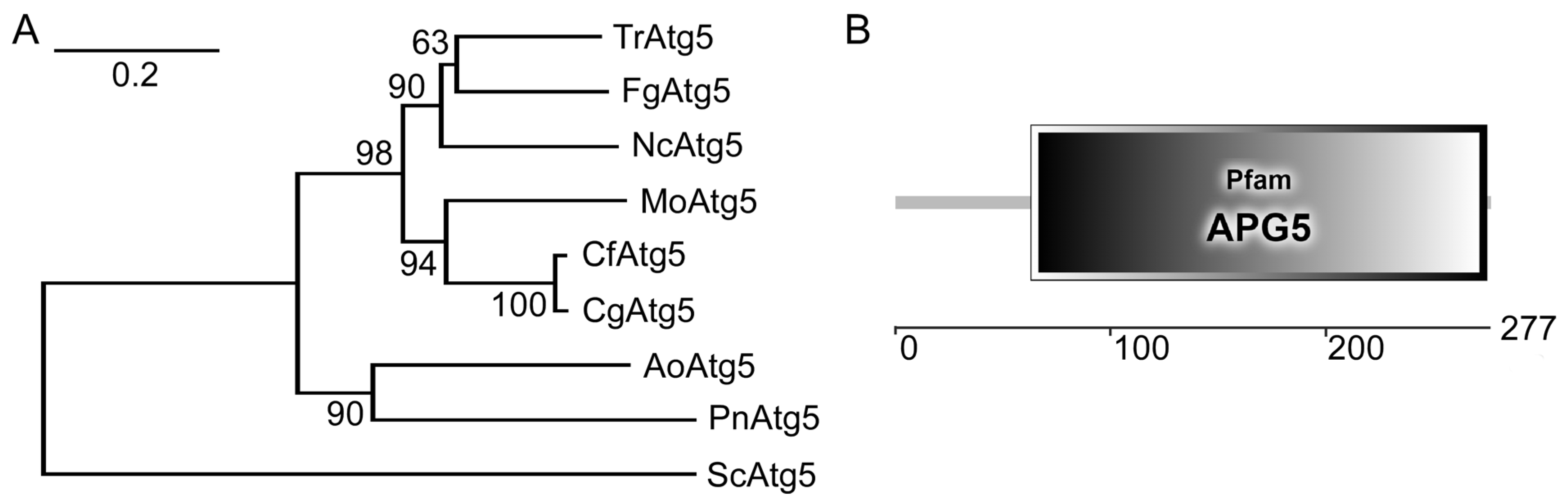 Agronomy 13 01237 g001 Agronomy 13 01237 g001