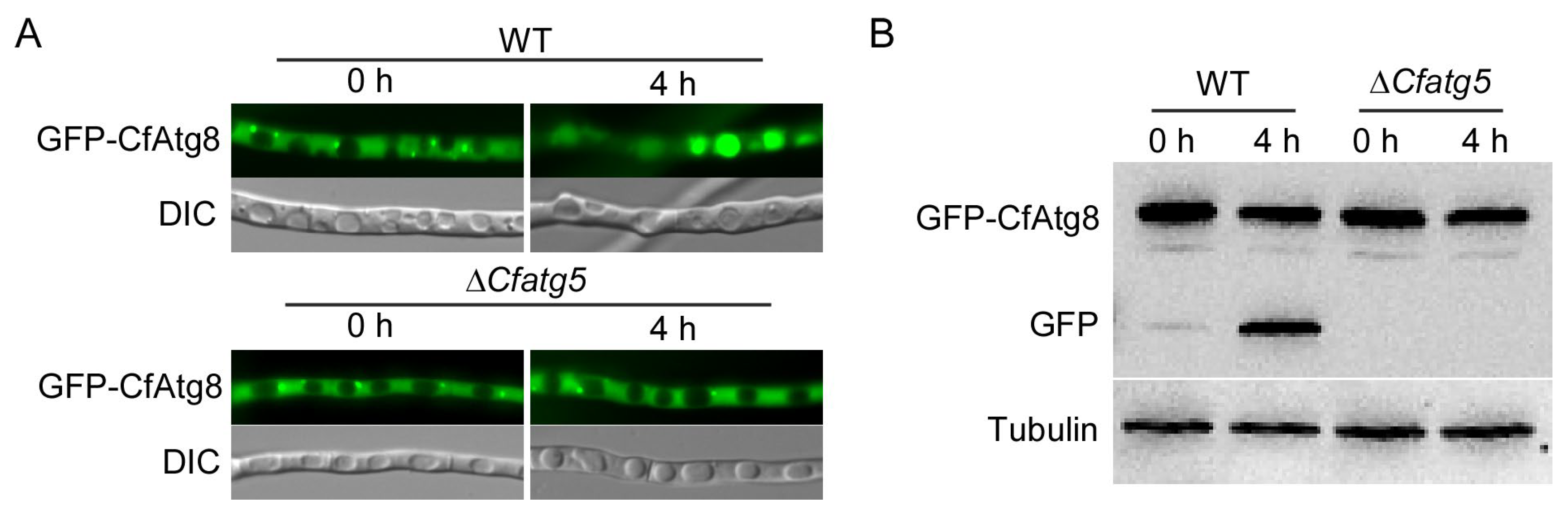 Agronomy 13 01237 g002 Agronomy 13 01237 g002