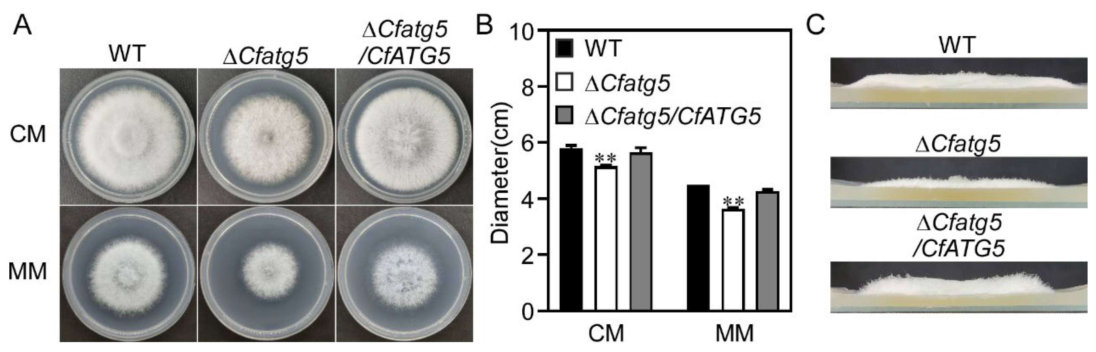 Agronomy 13 01237 g003 Agronomy 13 01237 g003