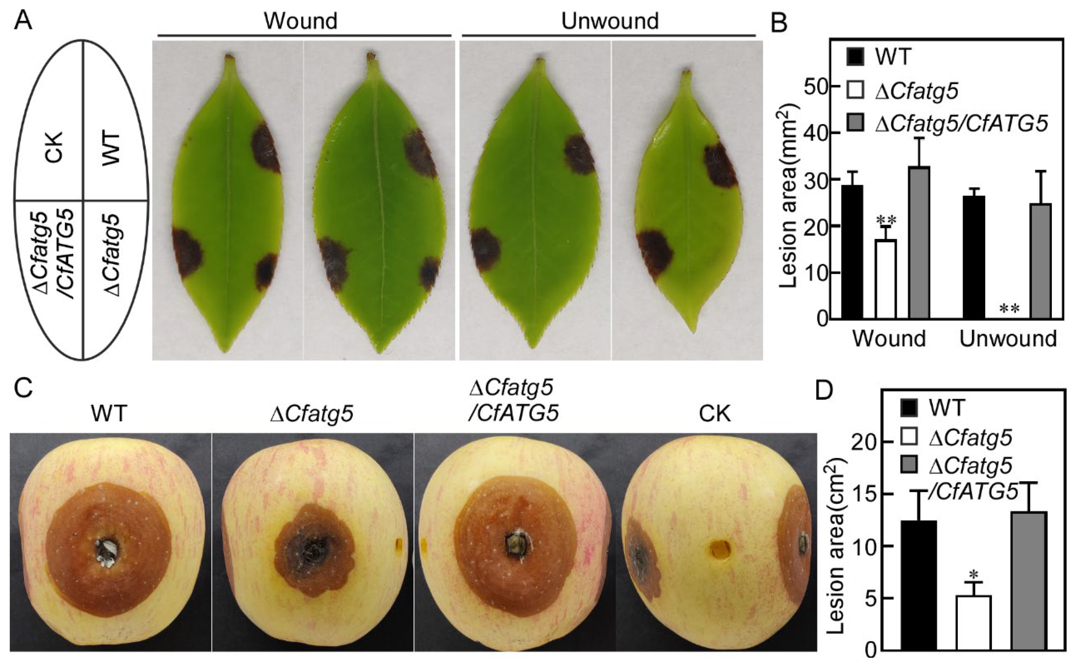 Agronomy 13 01237 g004 Agronomy 13 01237 g004