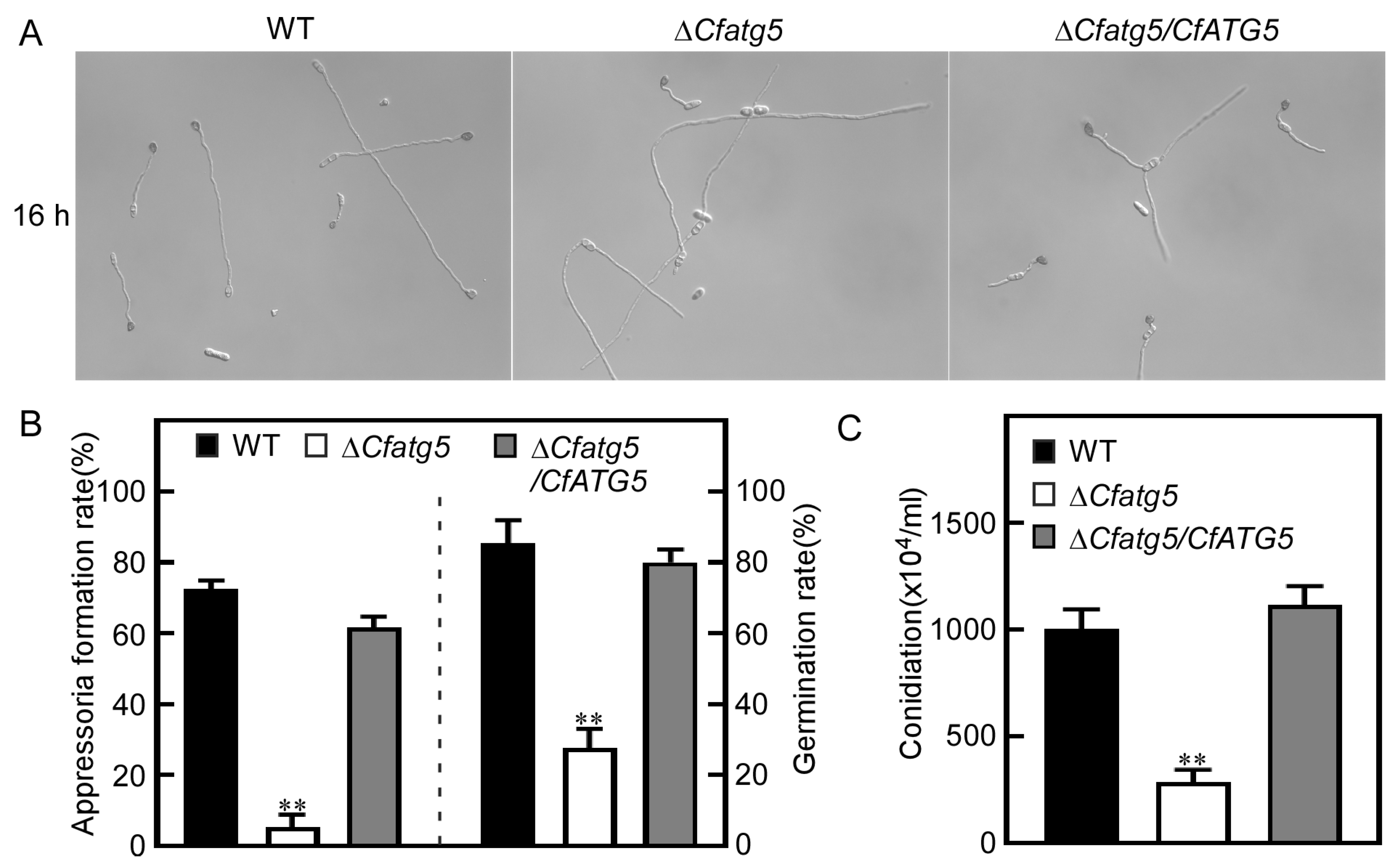 Agronomy 13 01237 g005 Agronomy 13 01237 g005