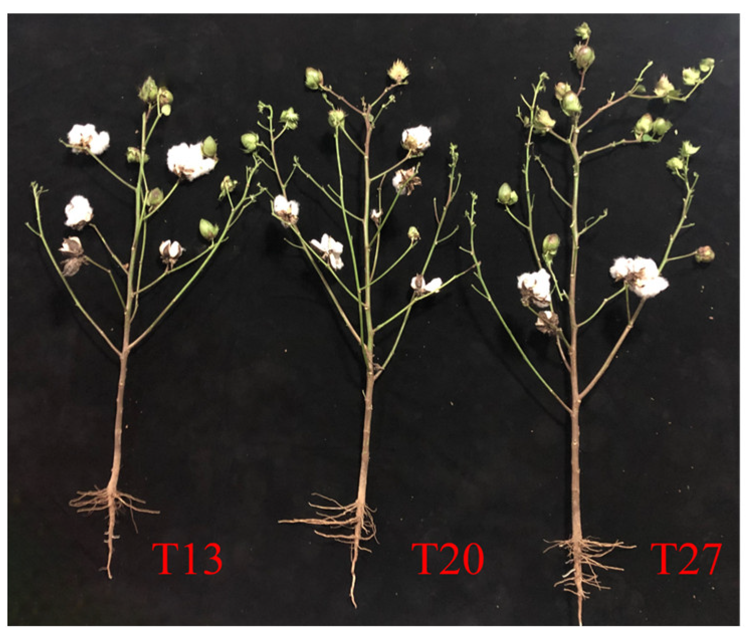 Agronomy 13 01244 g005 Agronomy 13 01244 g005