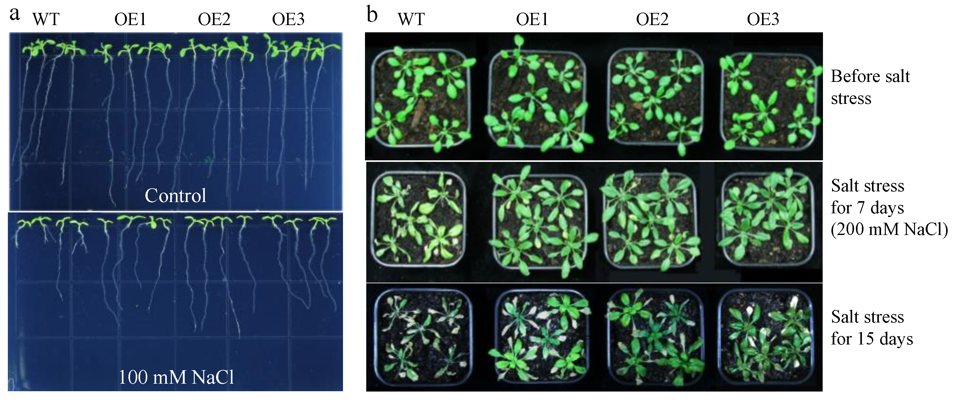 Agronomy 13 01249 g001 Agronomy 13 01249 g001