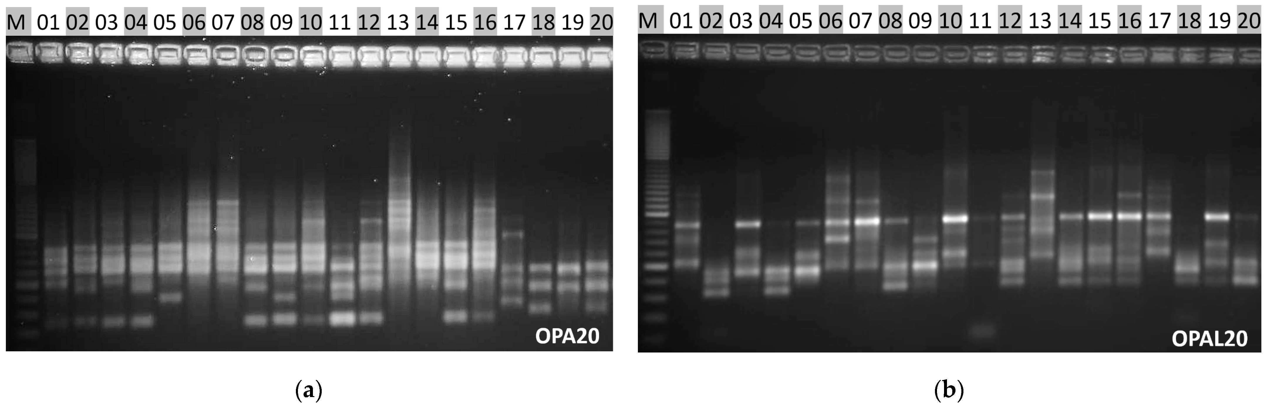 Agronomy 13 01264 g005