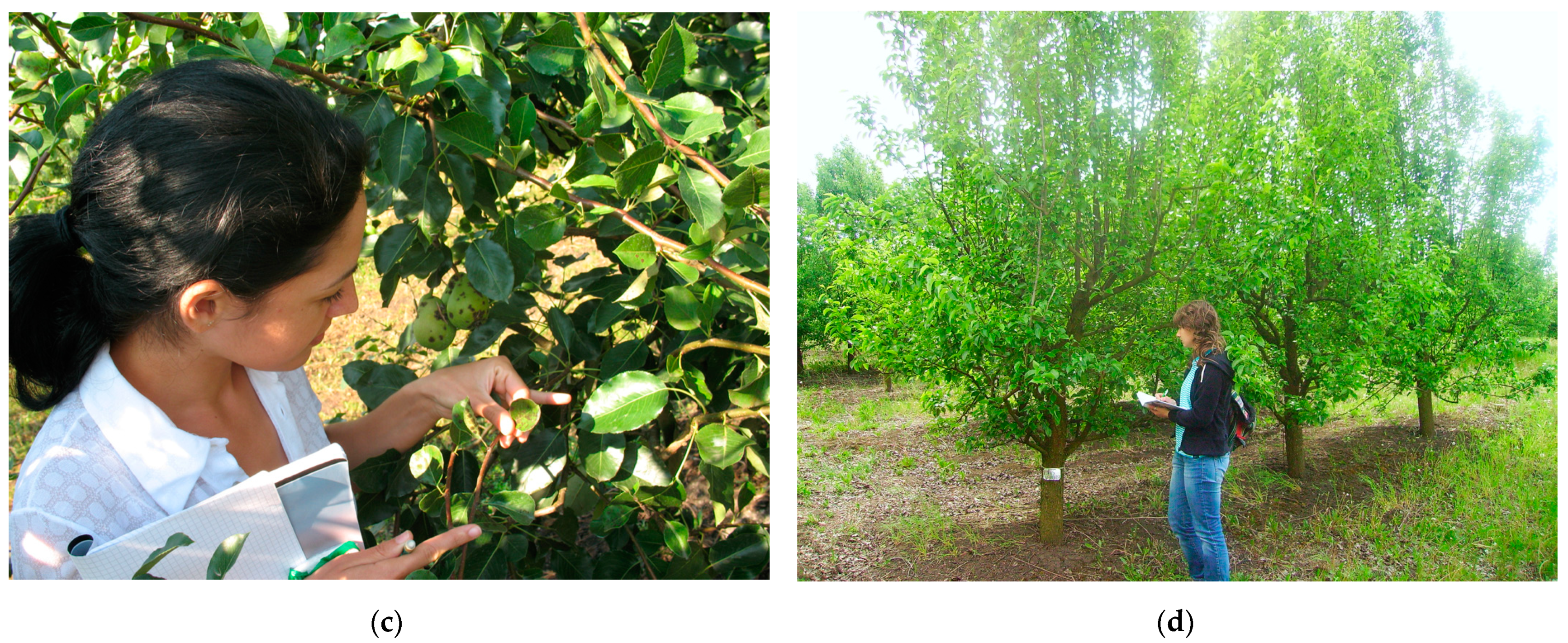 Agronomy 13 01264 g0a2b