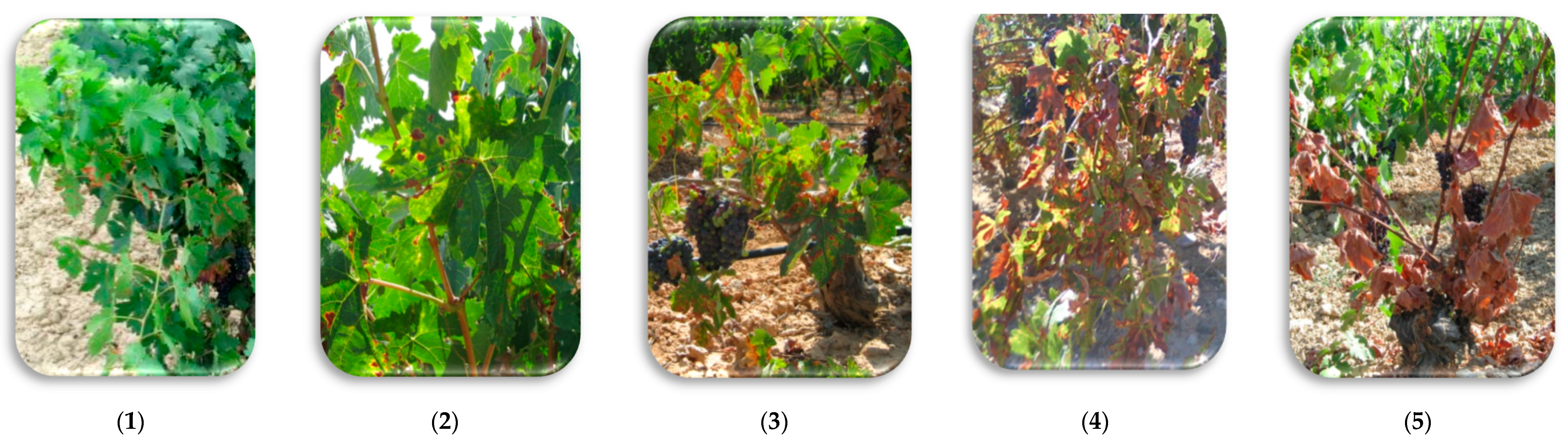 Agronomy 13 01290 g001 Agronomy 13 01290 g001