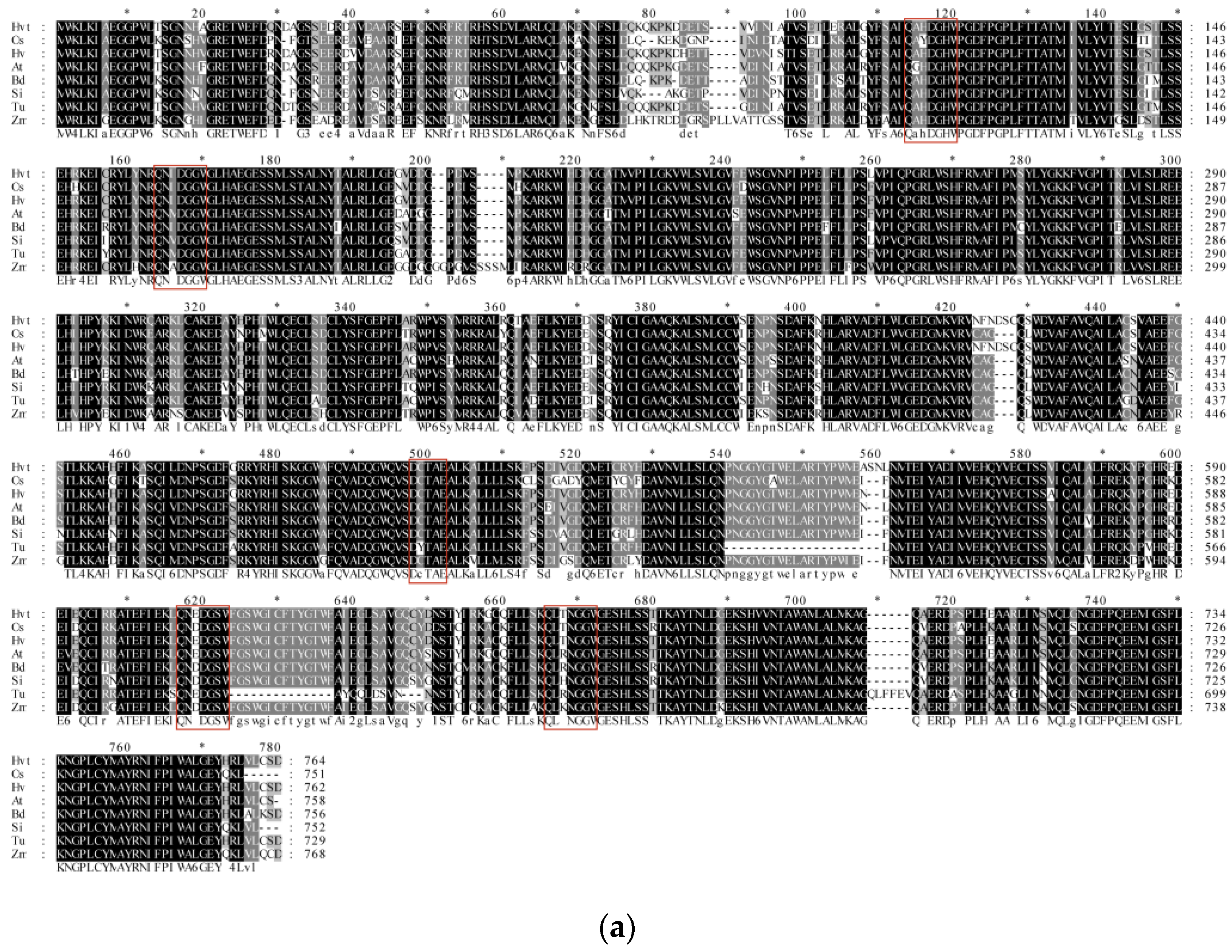 Mitochondrial Reactive Oxygen Species Dysregulation in Heart