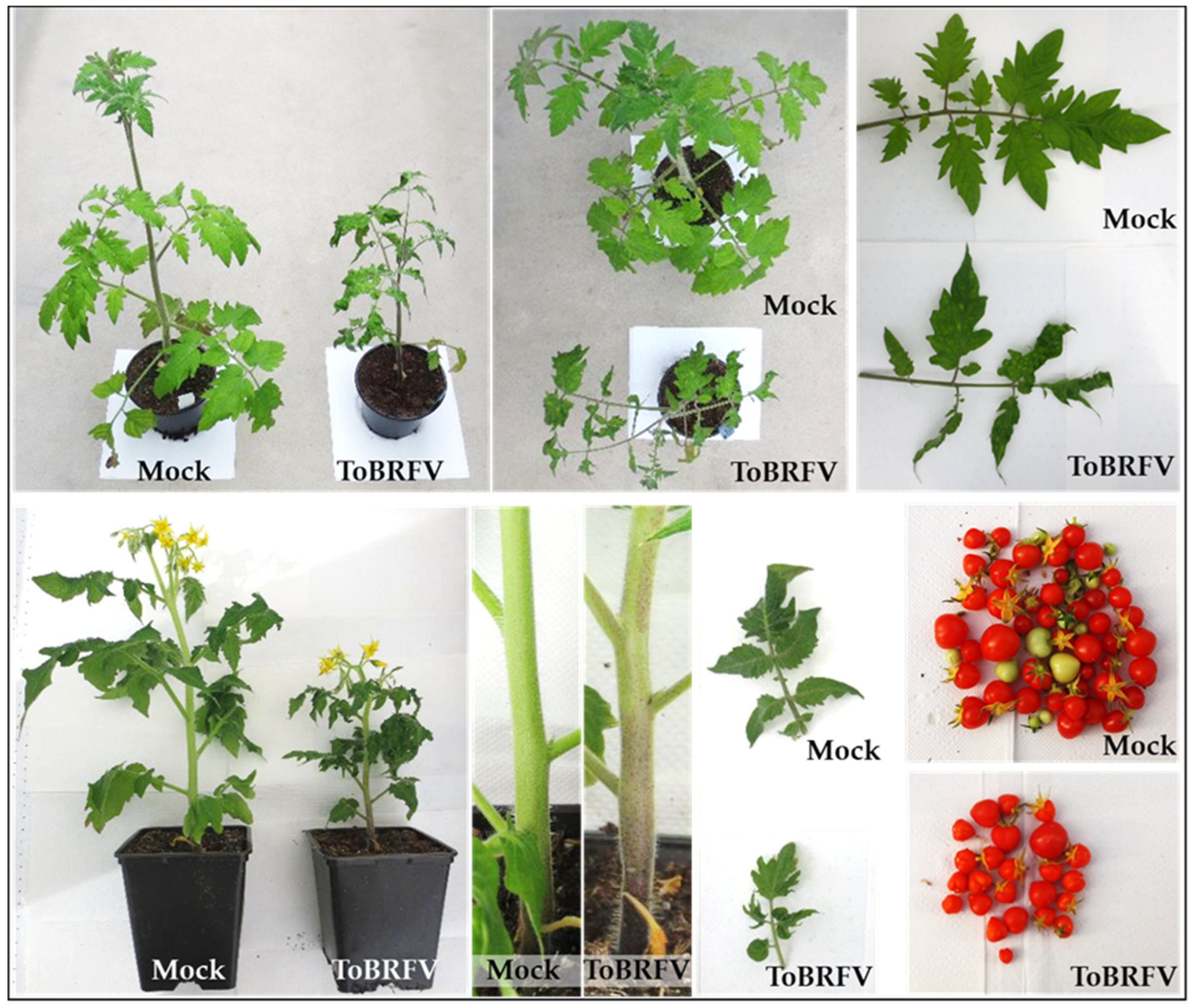 Agronomy 13 01300 g003 Agronomy 13 01300 g003