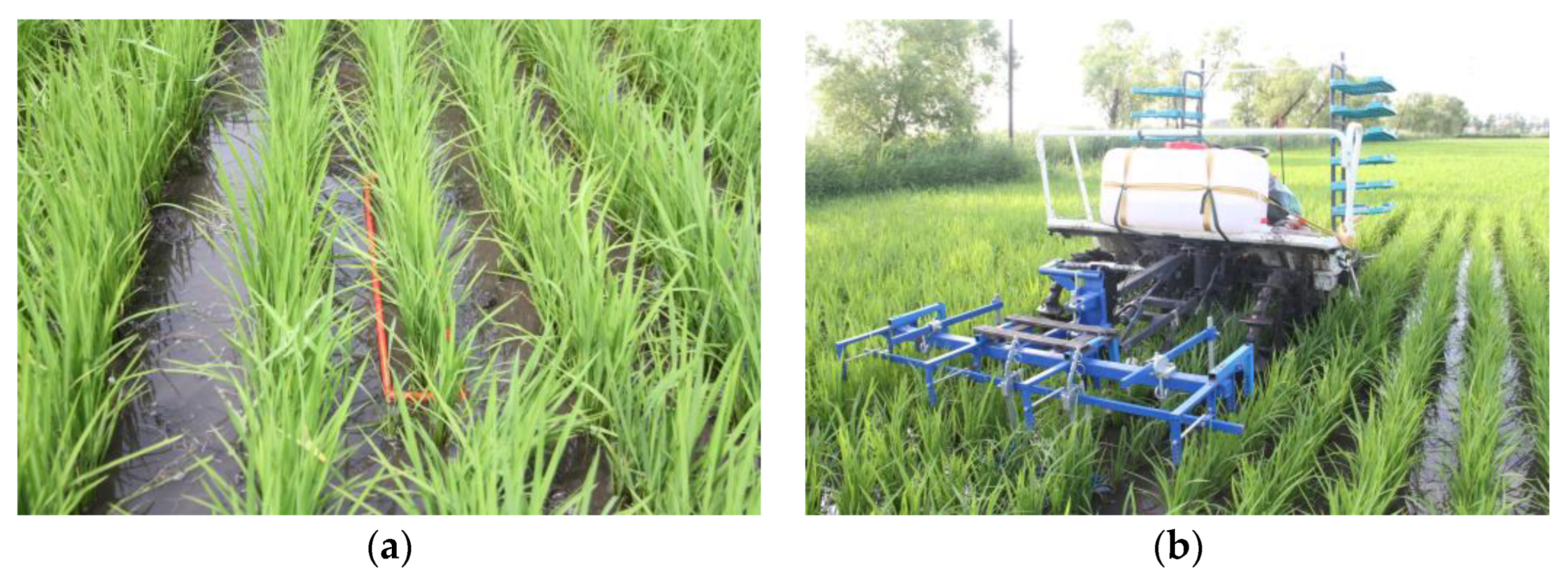 Agronomy 13 01305 g009