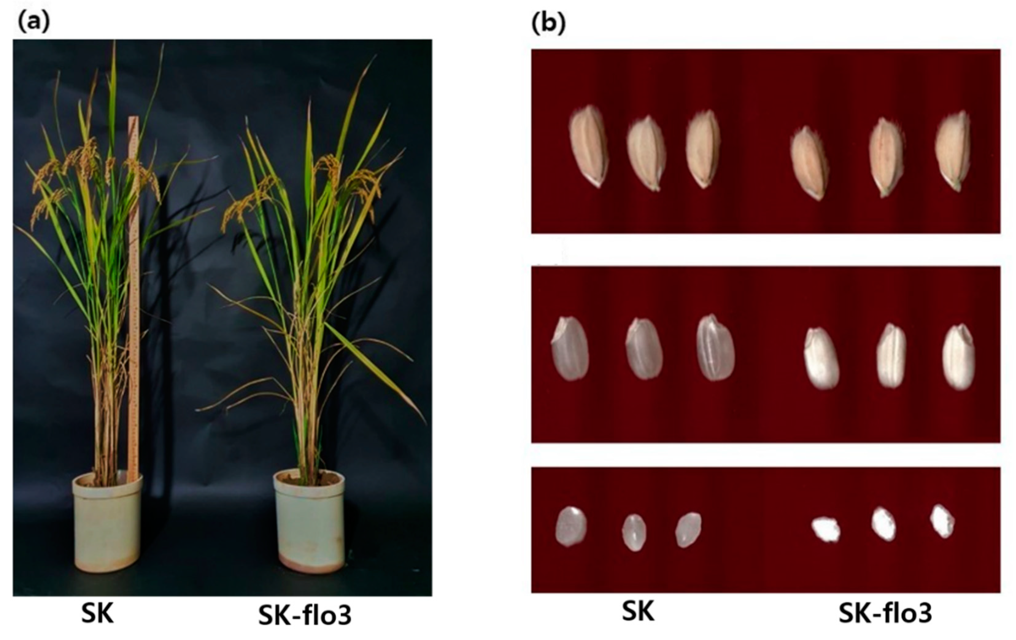 Agronomy 13 01306 g001