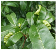 Agronomy 13 01314 i001