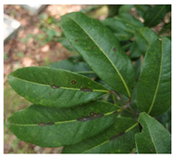 Agronomy 13 01314 i005