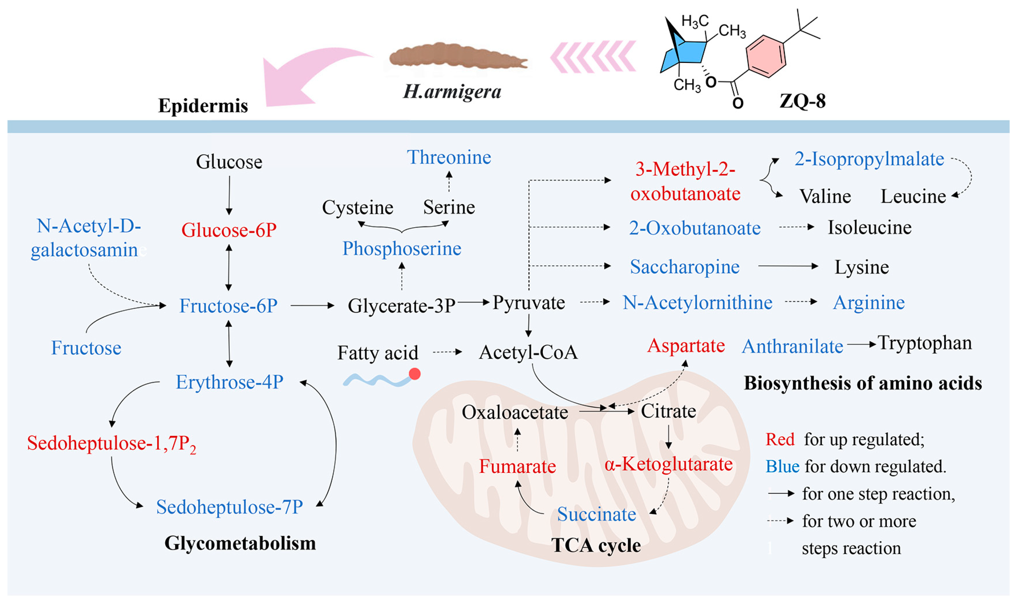 Agronomy 13 01315 g006