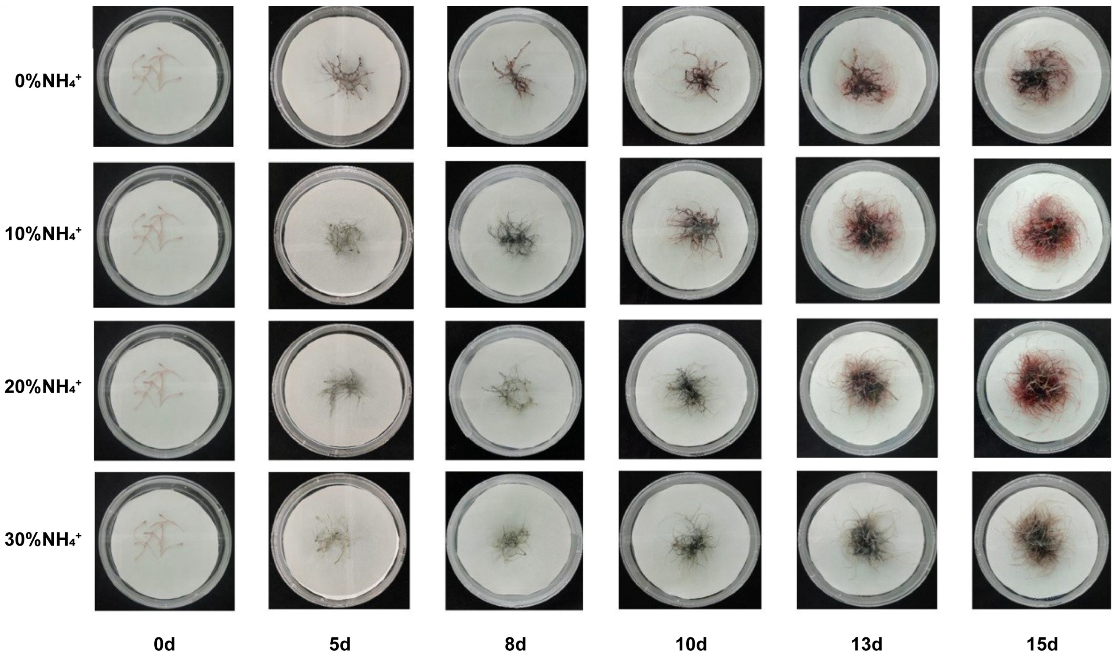Agronomy 13 01318 g001 Agronomy 13 01318 g001