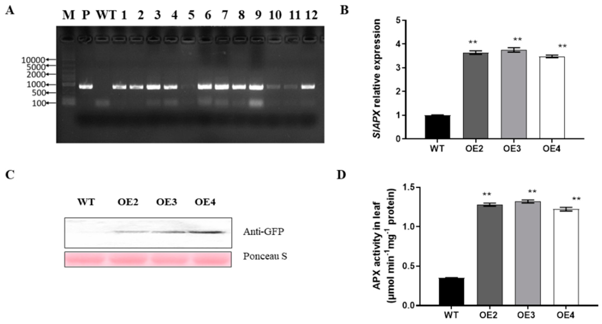 Agronomy 13 01322 g003 Agronomy 13 01322 g003