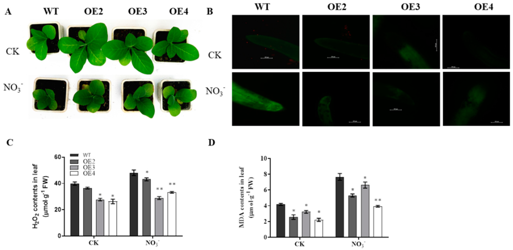 Agronomy 13 01322 g004 Agronomy 13 01322 g004