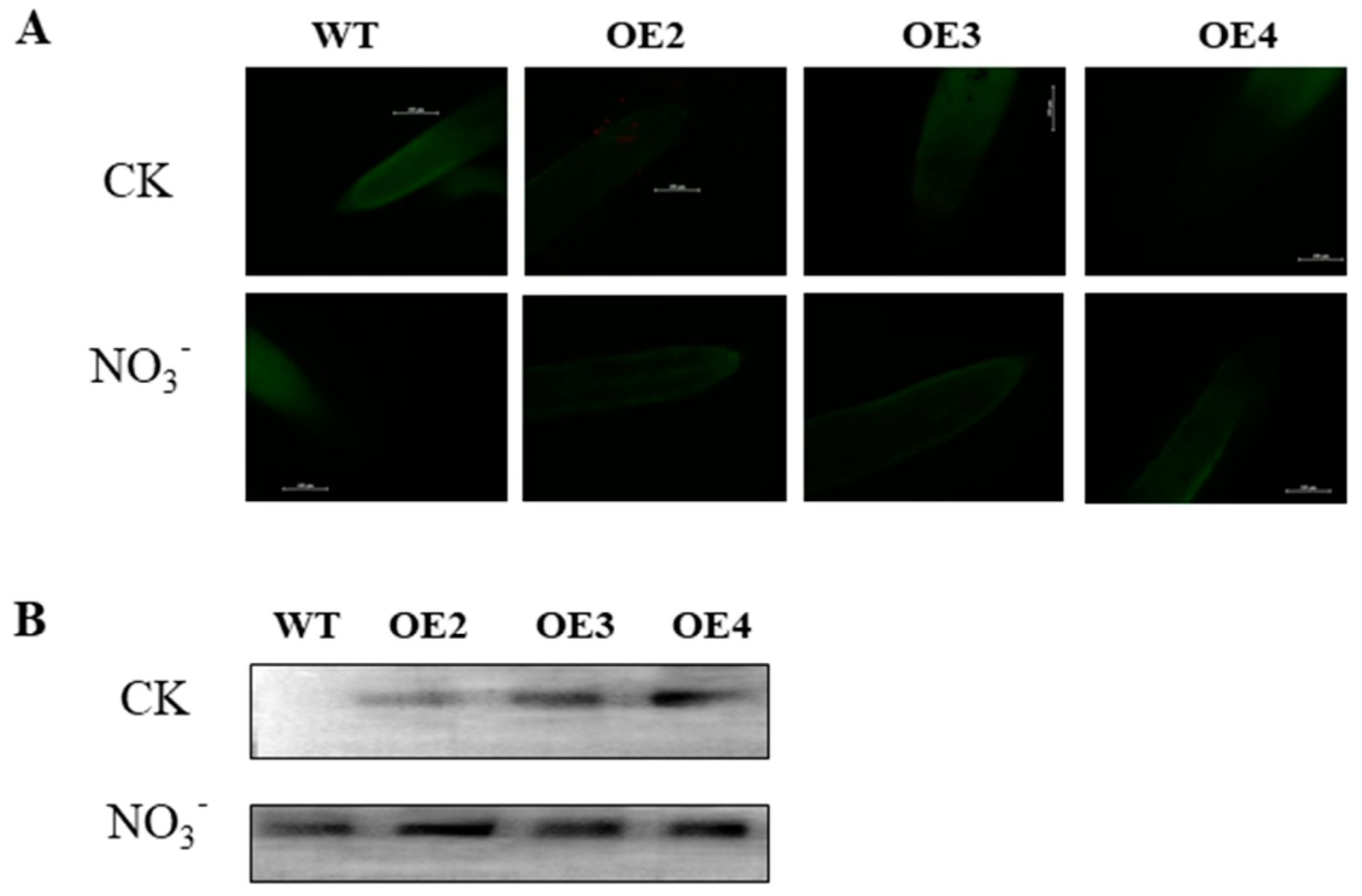 Agronomy 13 01322 g008 Agronomy 13 01322 g008