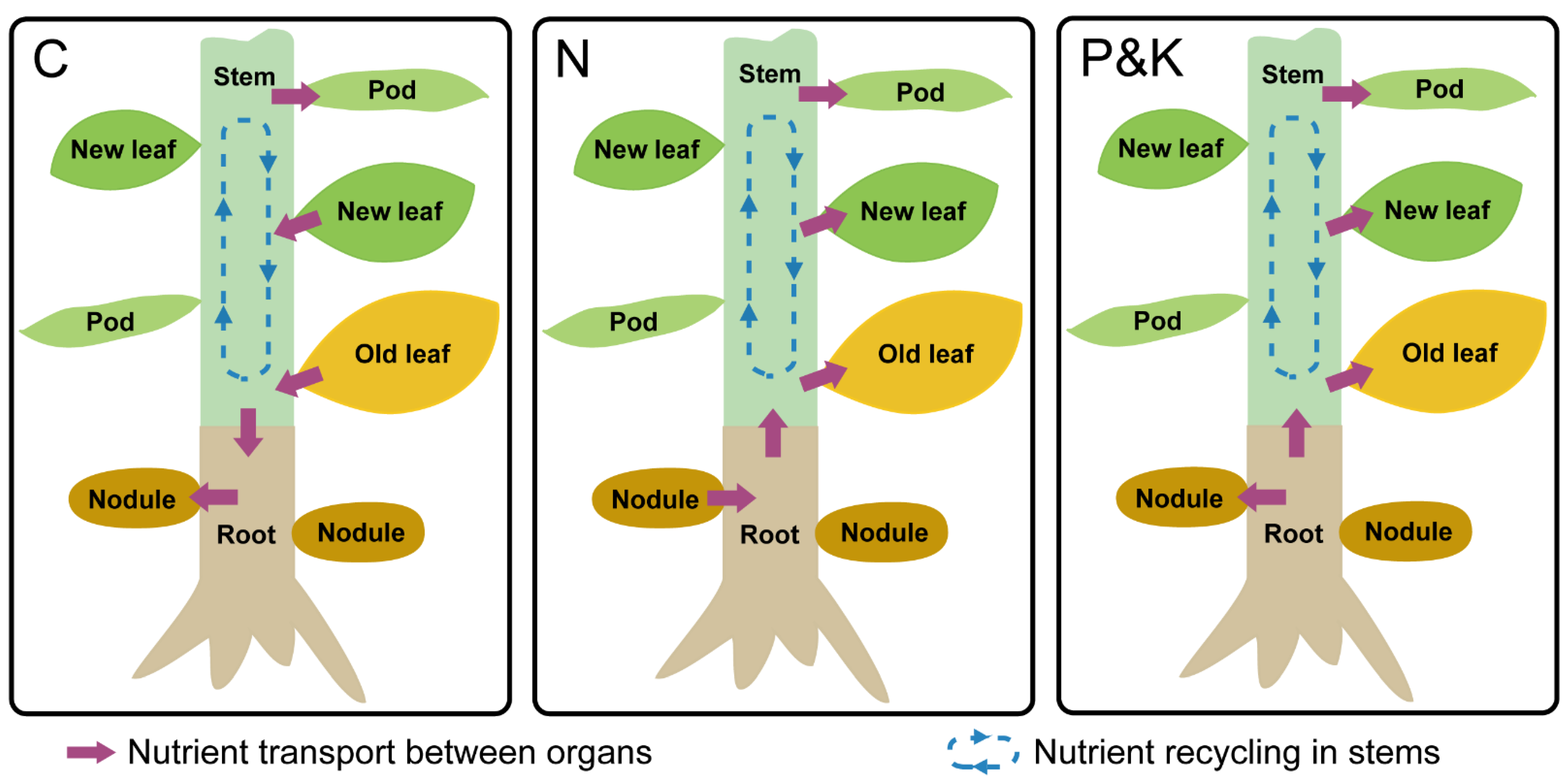Agronomy 13 01332 g007