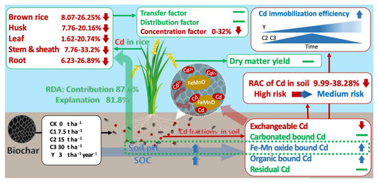 Effects of Biochar on the Cd Uptake by Rice and the Cd Fractions in ...