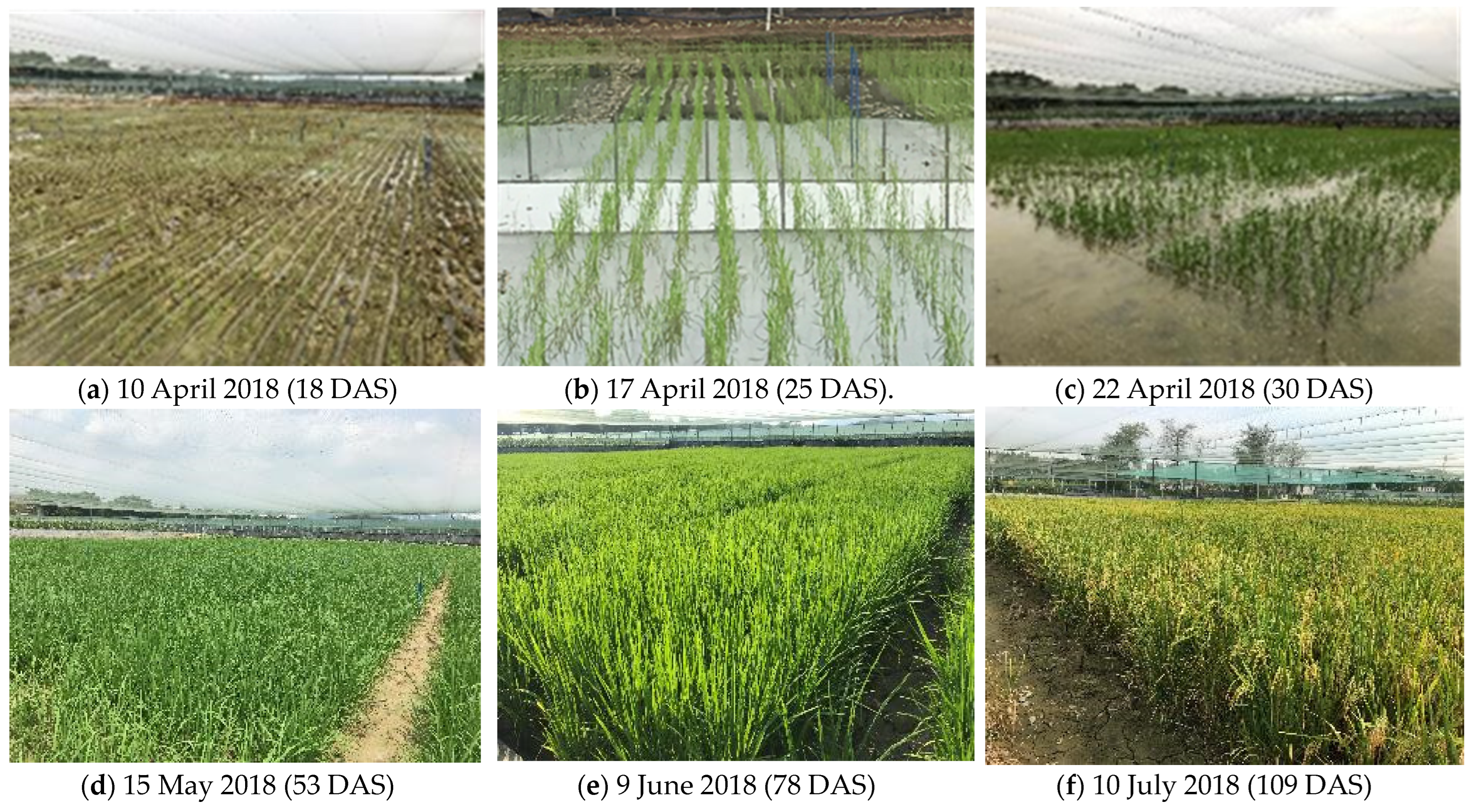 Agronomy 13 01337 g011