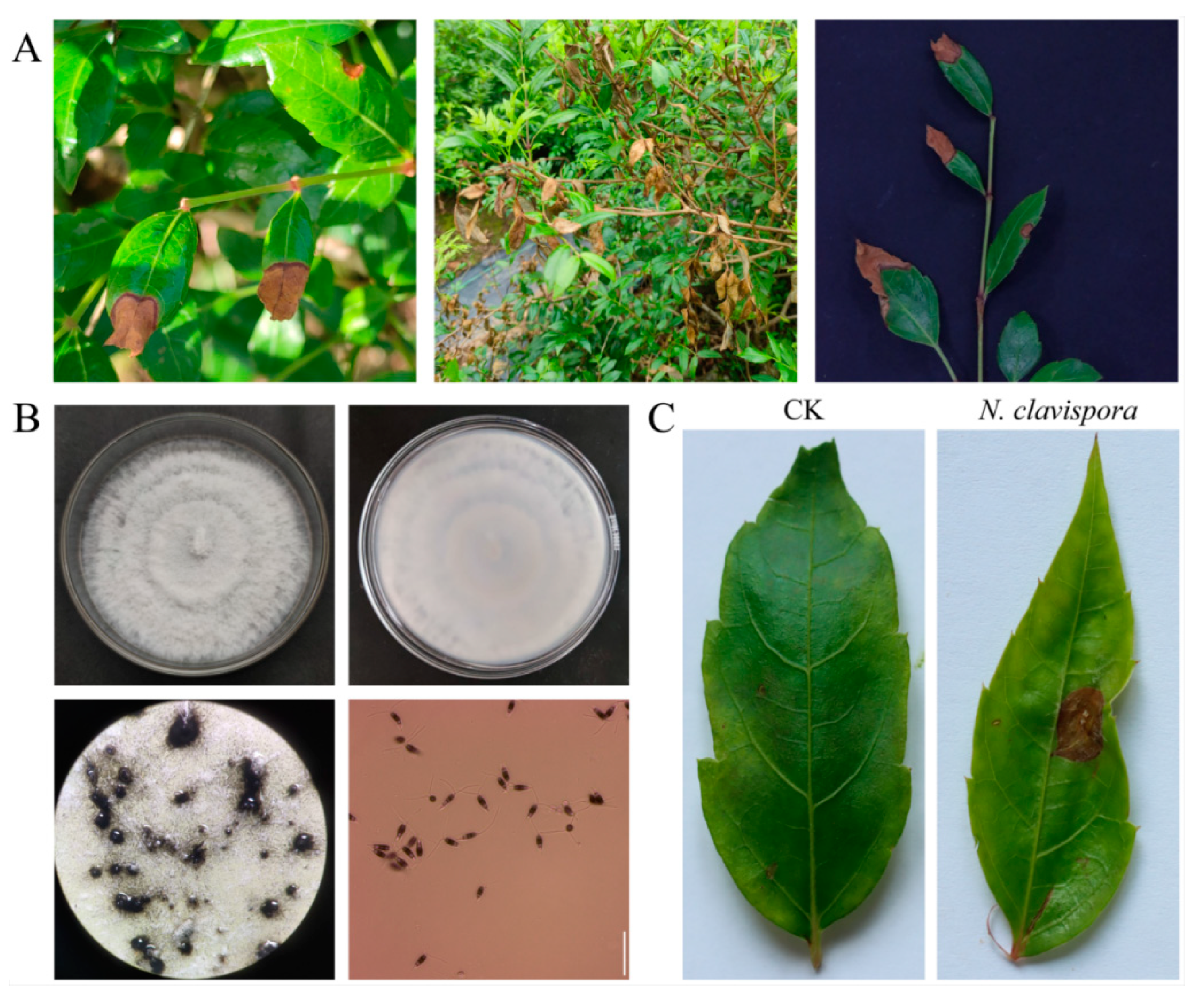 Agronomy 13 01340 g001