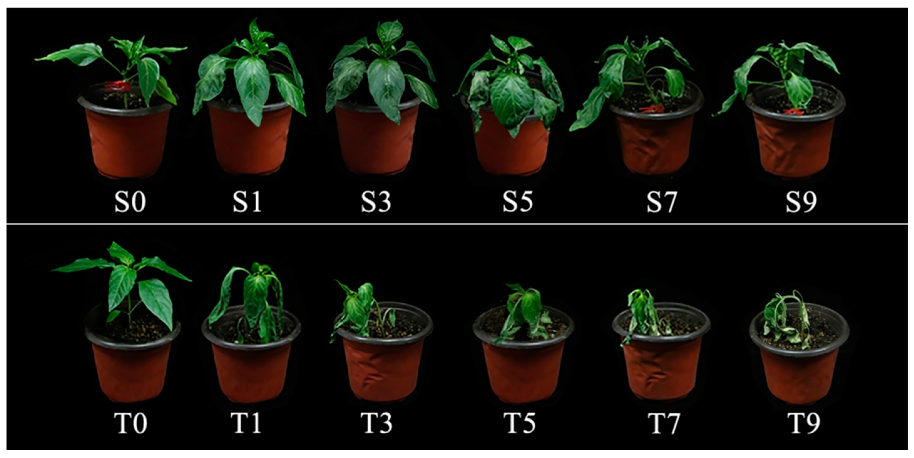 Agronomy 13 01347 g006 Agronomy 13 01347 g006