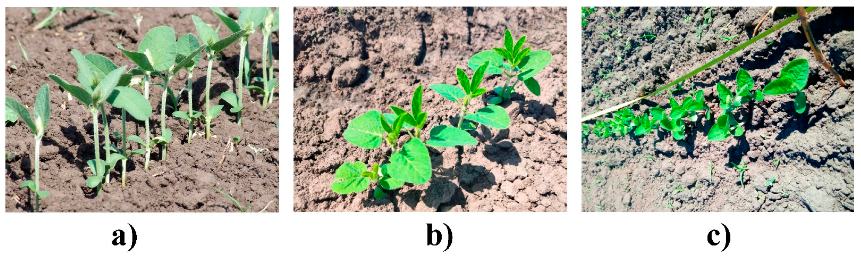 Agronomy 13 01348 g002 Agronomy 13 01348 g002