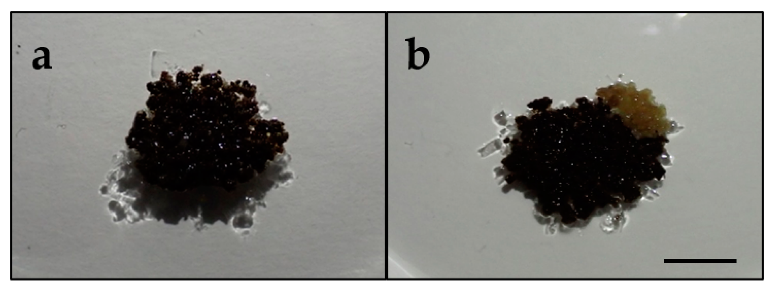 Agronomy 13 01354 g002 Agronomy 13 01354 g002
