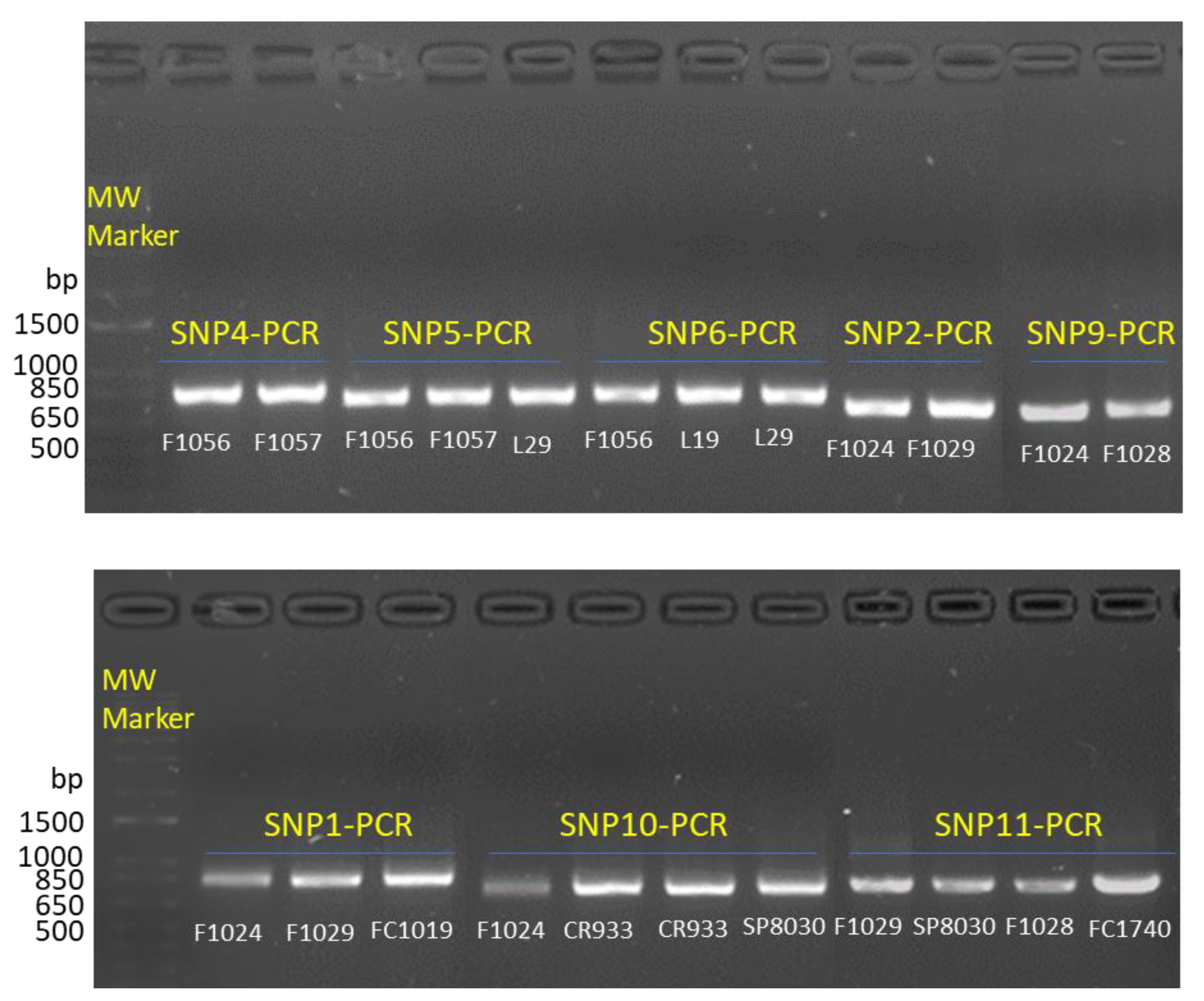 Agronomy 13 01359 g001 Agronomy 13 01359 g001