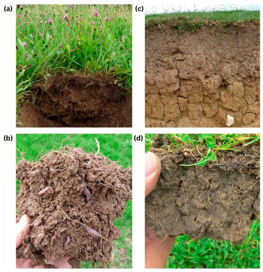 Agronomy Free FullText An Overview of Permanent Grassland Grazing