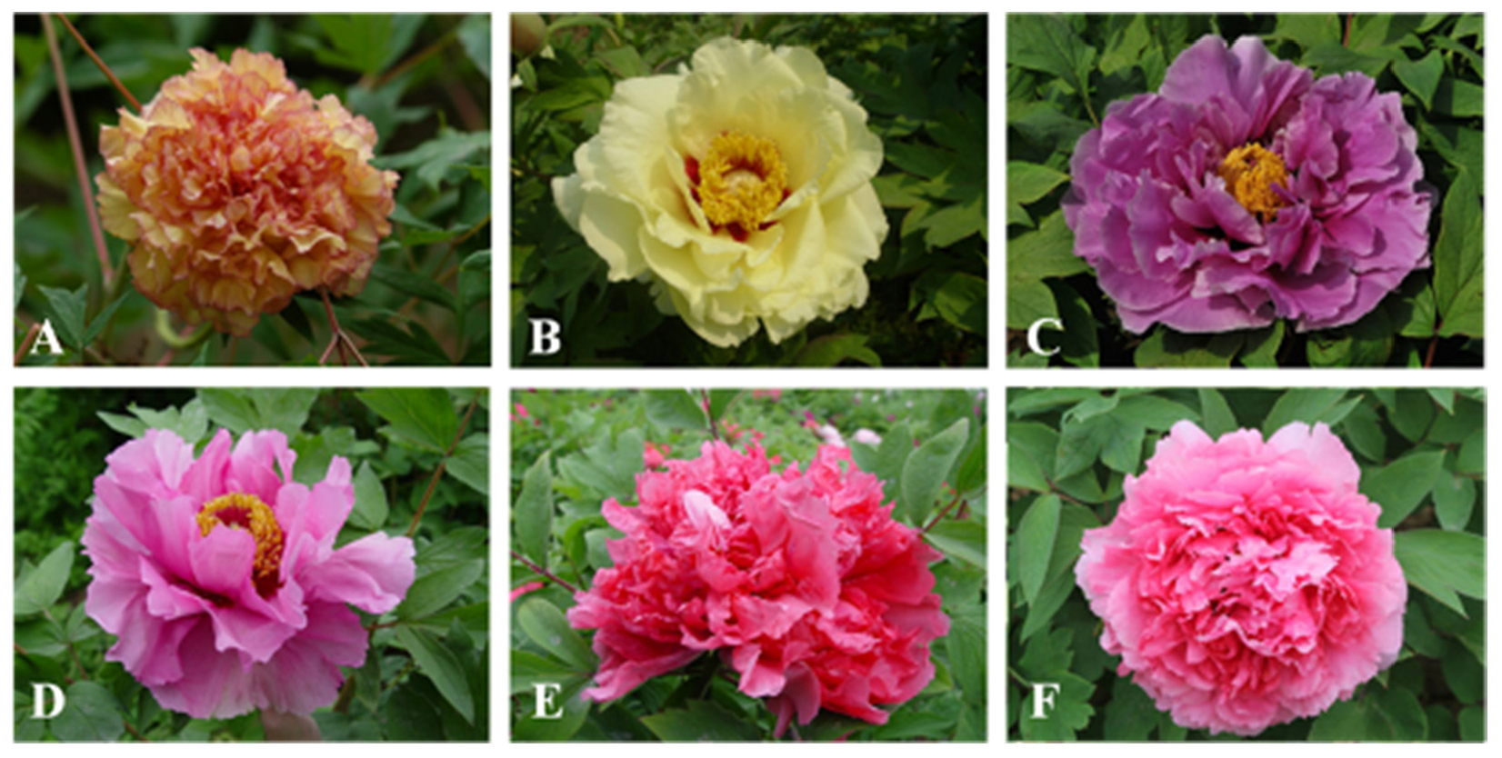 peony 絵画原画 アクリル画テクスチャーアート