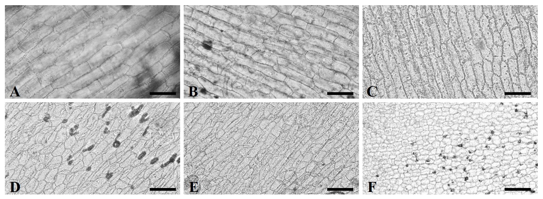 Agronomy 13 01372 g003 Agronomy 13 01372 g003