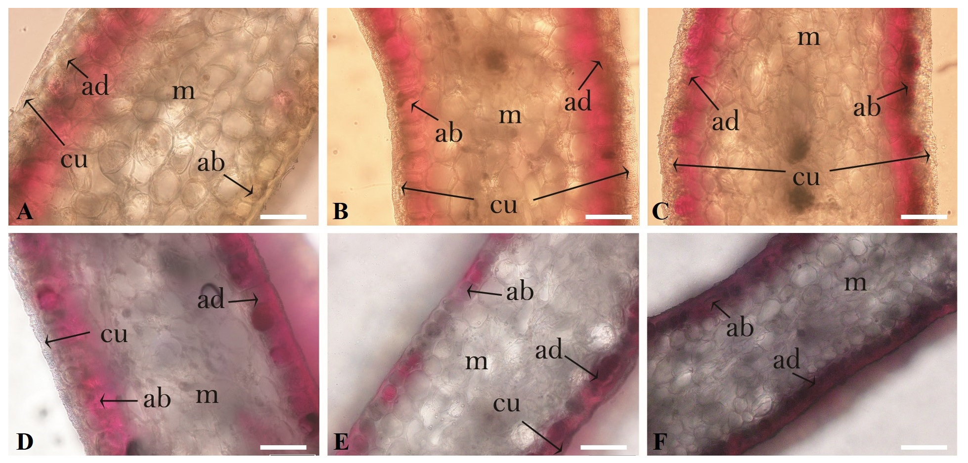 Agronomy 13 01372 g006 Agronomy 13 01372 g006