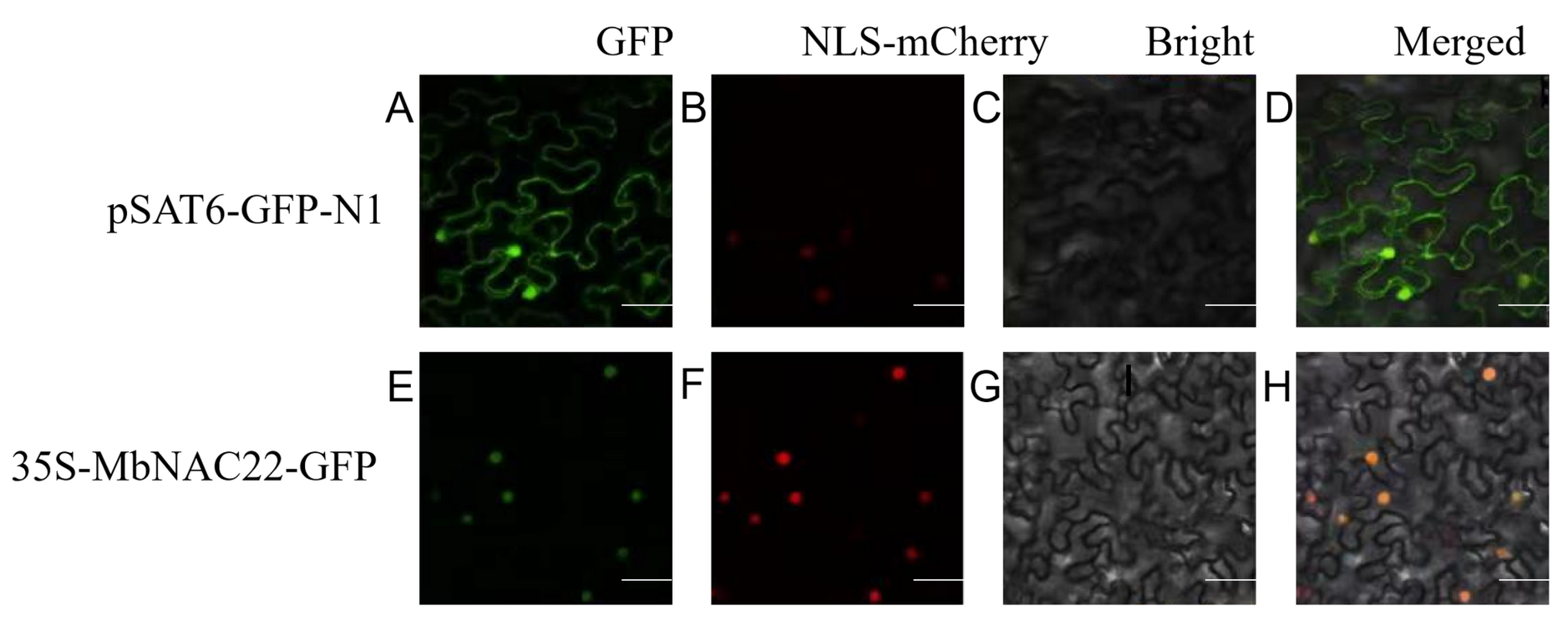 Agronomy 13 01374 g002 Agronomy 13 01374 g002