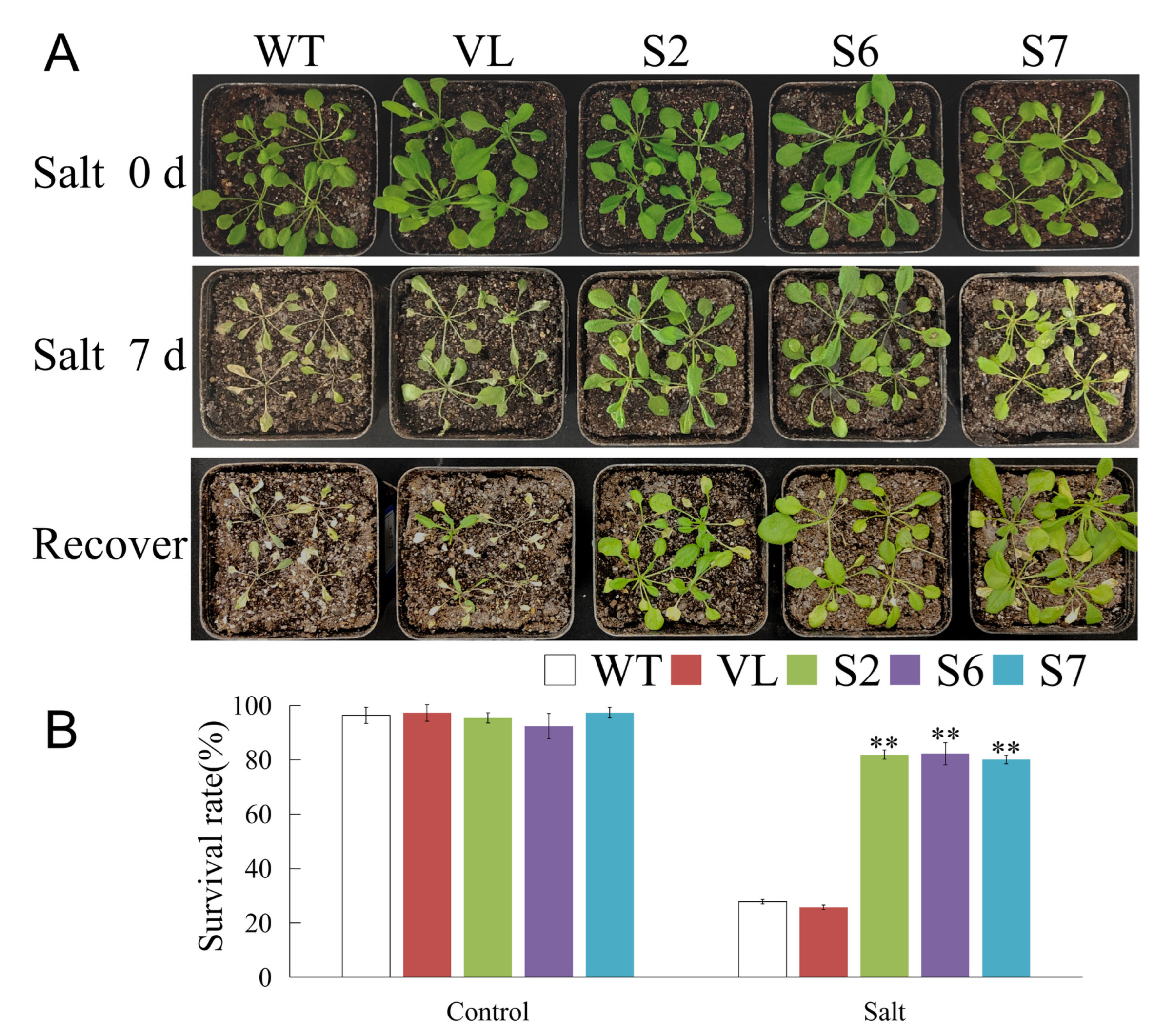 Agronomy 13 01374 g007 Agronomy 13 01374 g007