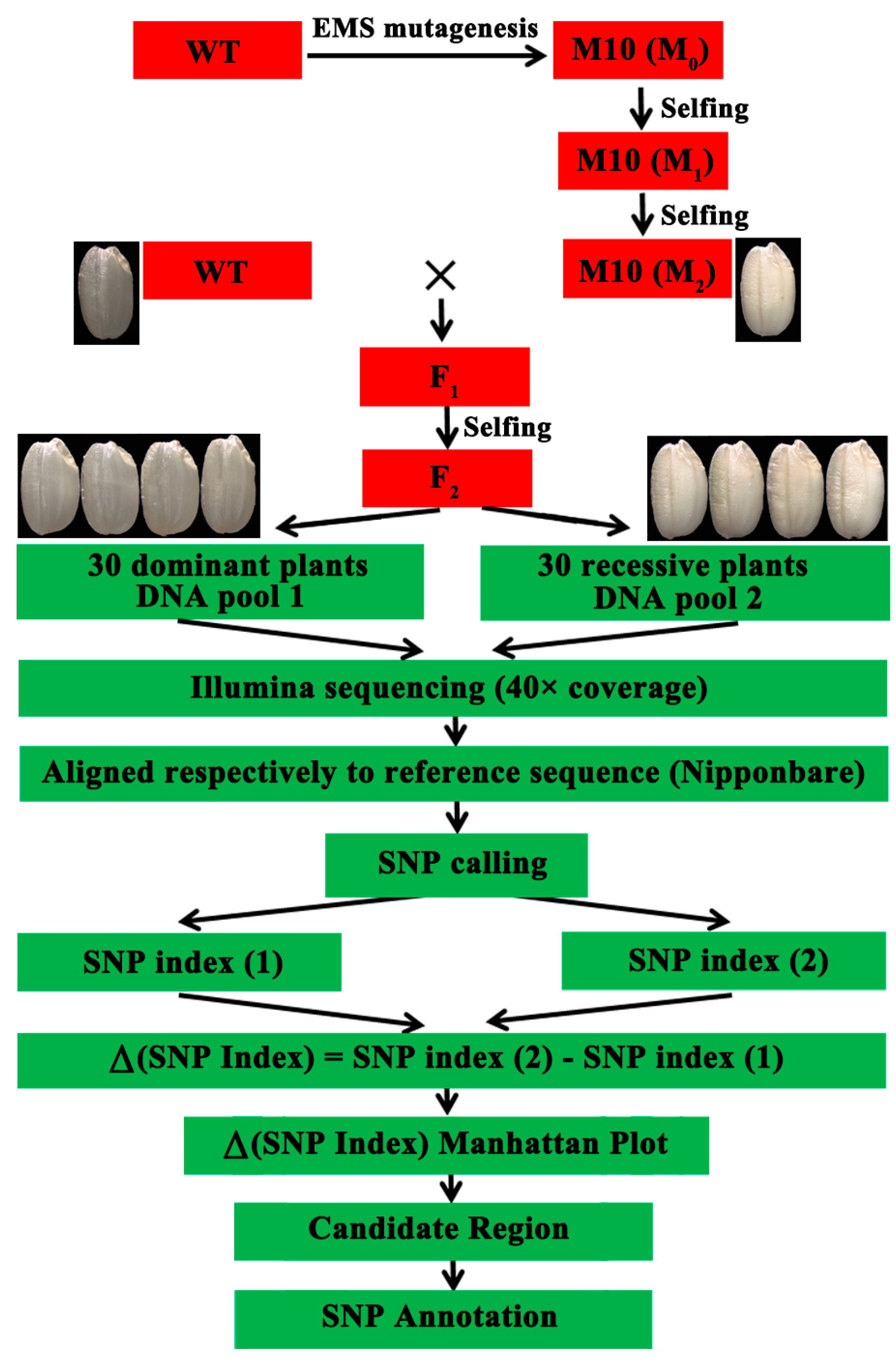 Agronomy 13 01381 g001 Agronomy 13 01381 g001