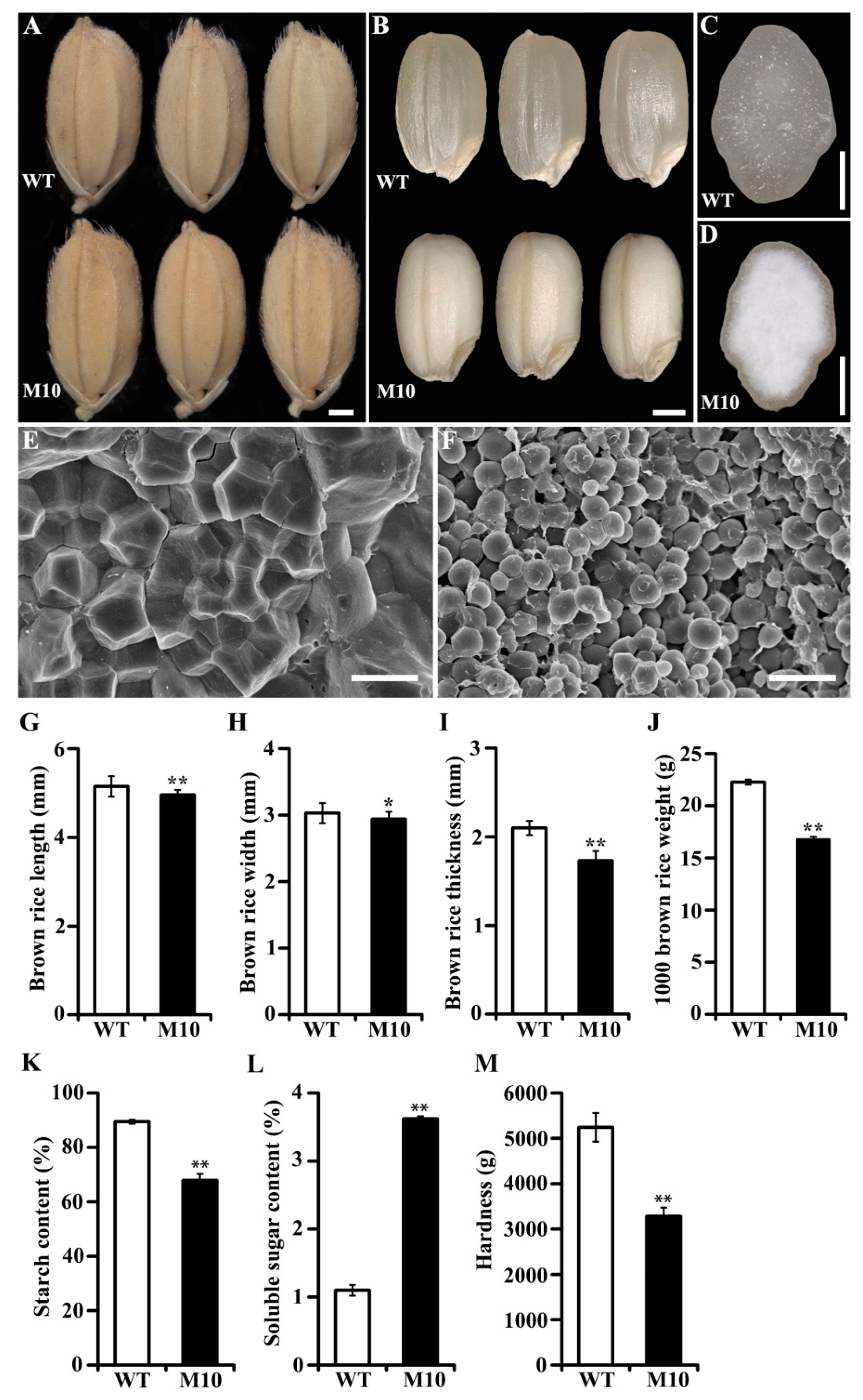 Agronomy 13 01381 g002 Agronomy 13 01381 g002