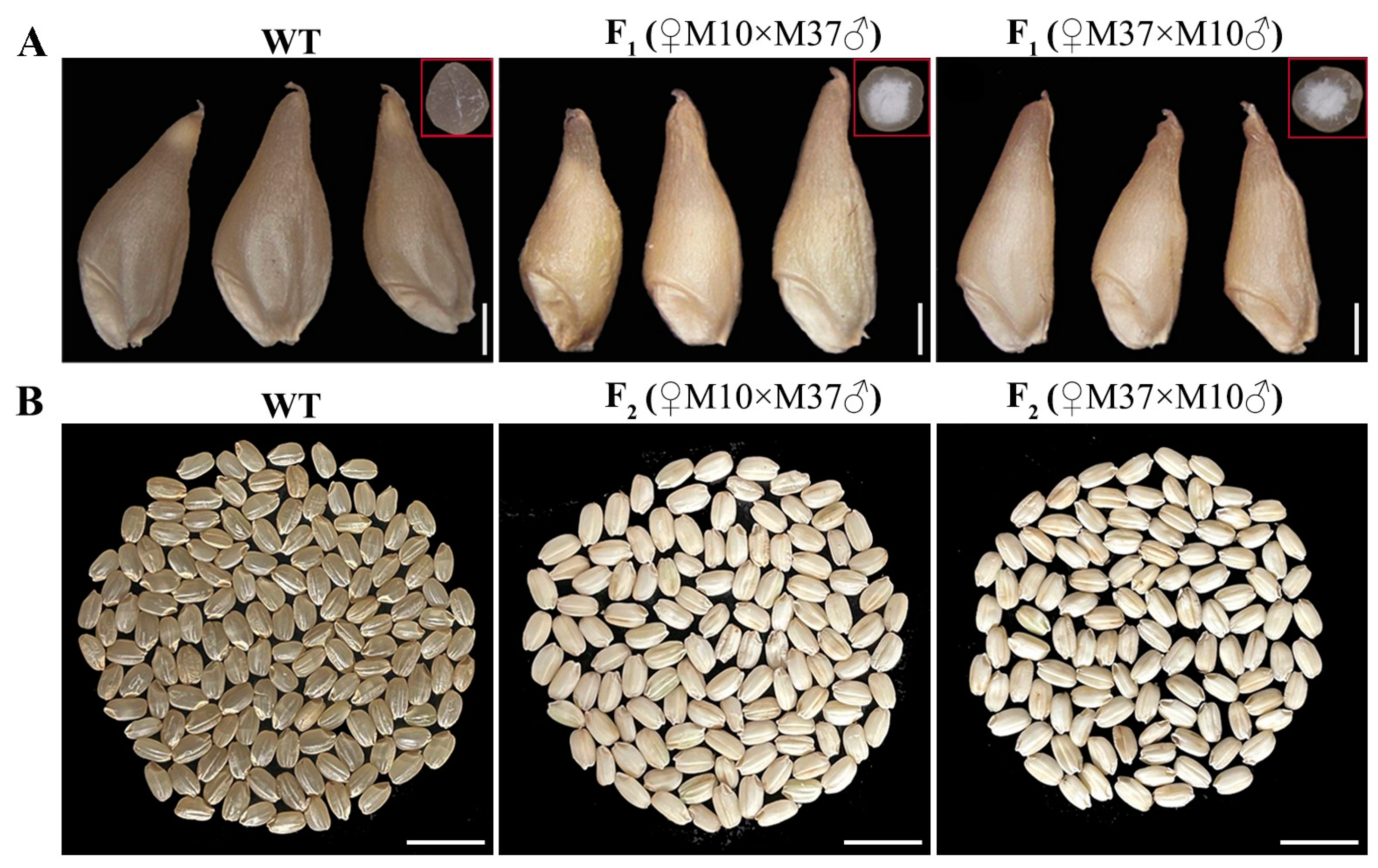 Agronomy 13 01381 g004 Agronomy 13 01381 g004