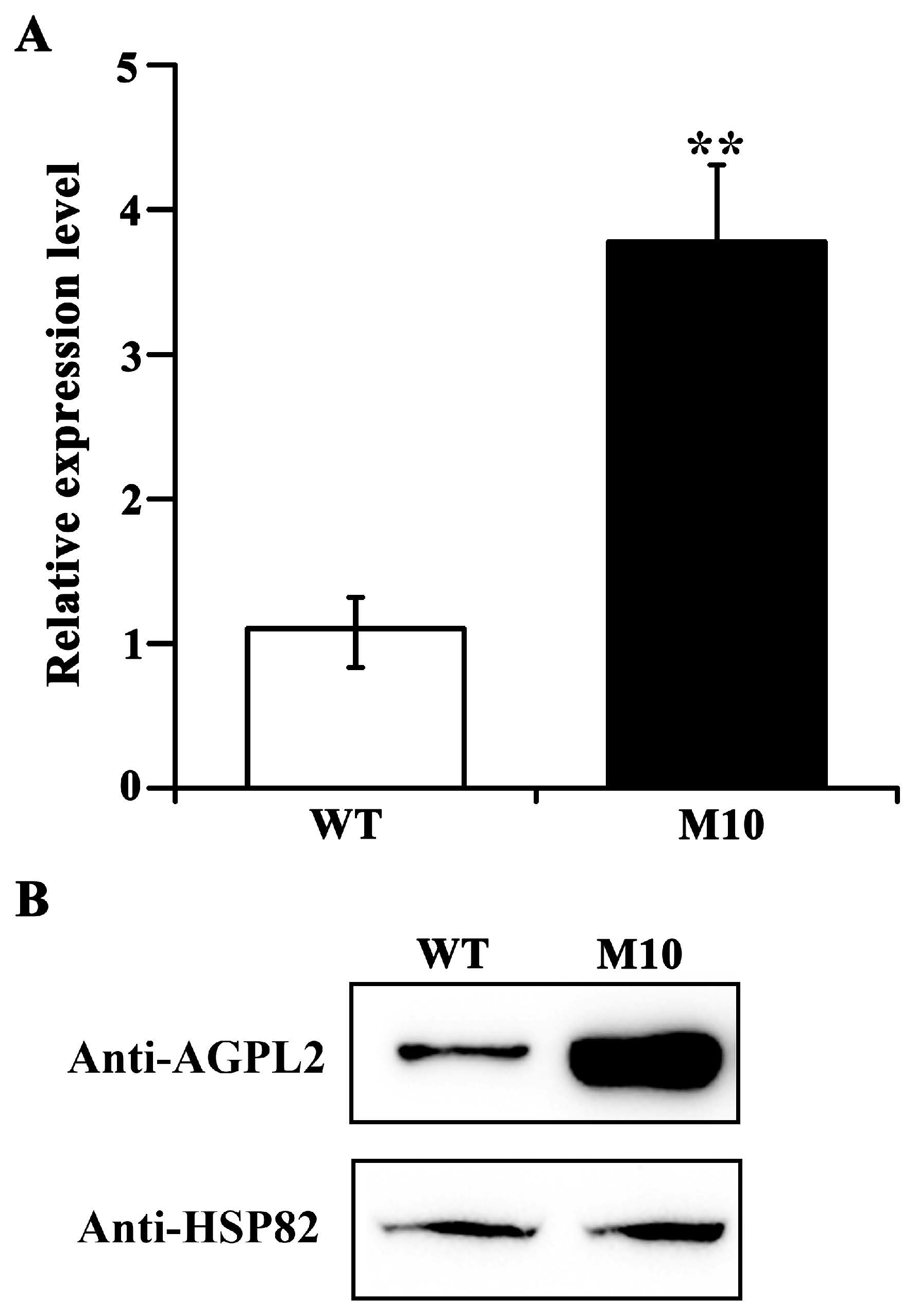 Agronomy 13 01381 g005 Agronomy 13 01381 g005