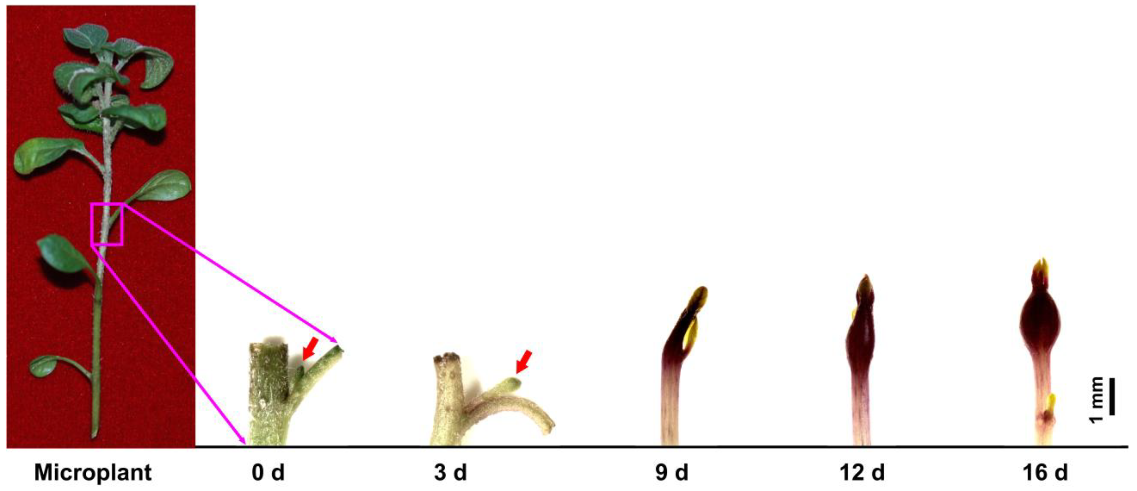 Agronomy 13 01398 g001 Agronomy 13 01398 g001