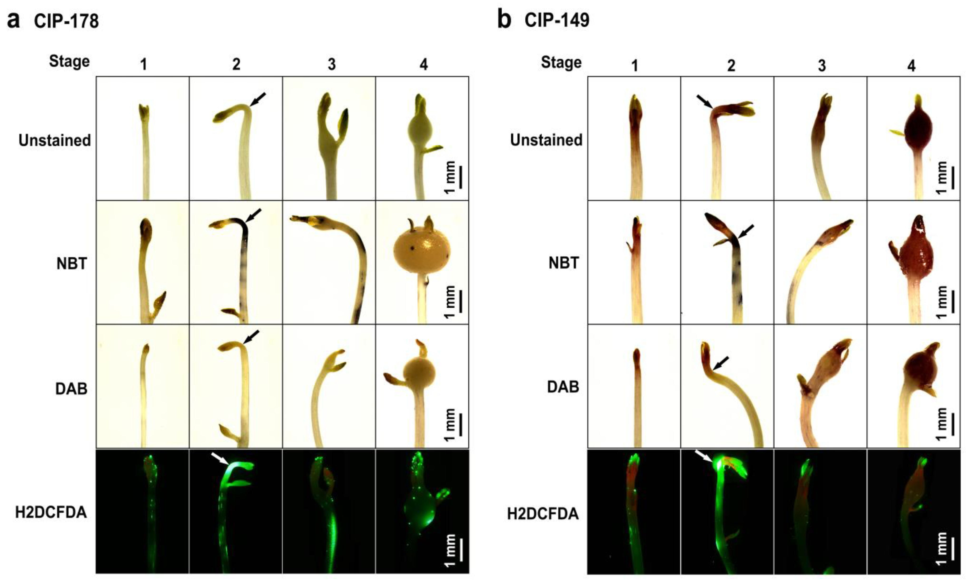 Agronomy 13 01398 g003 Agronomy 13 01398 g003